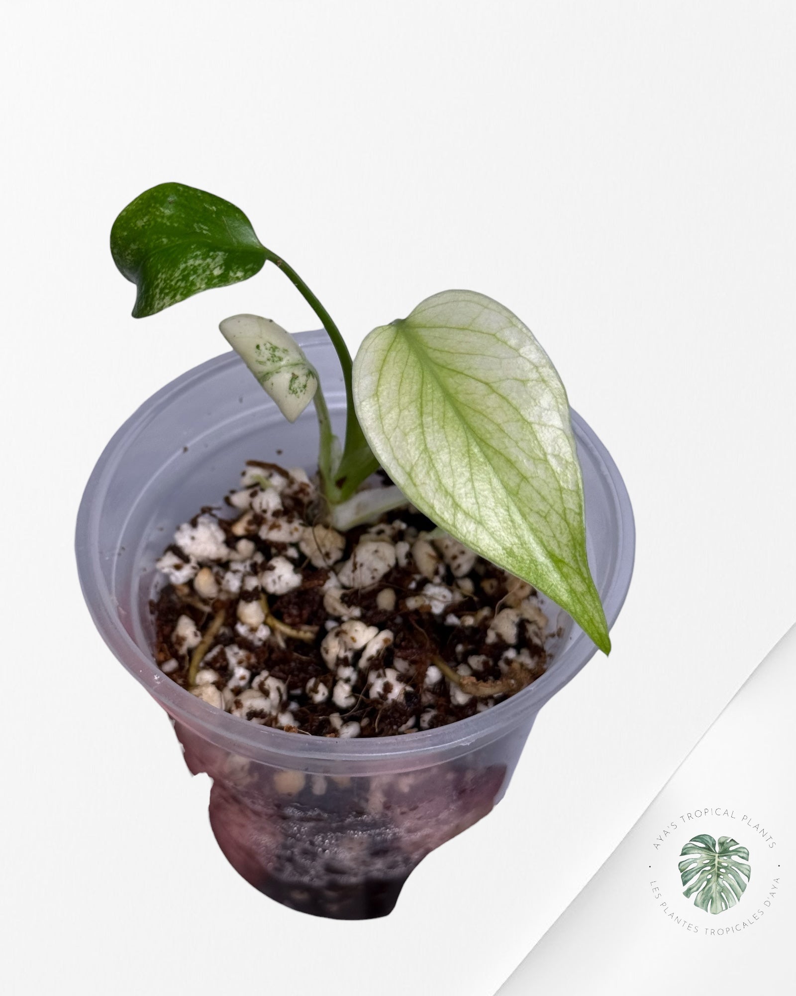 Monstera Mint| Rare TC Plant | Aya's Tropical Plants