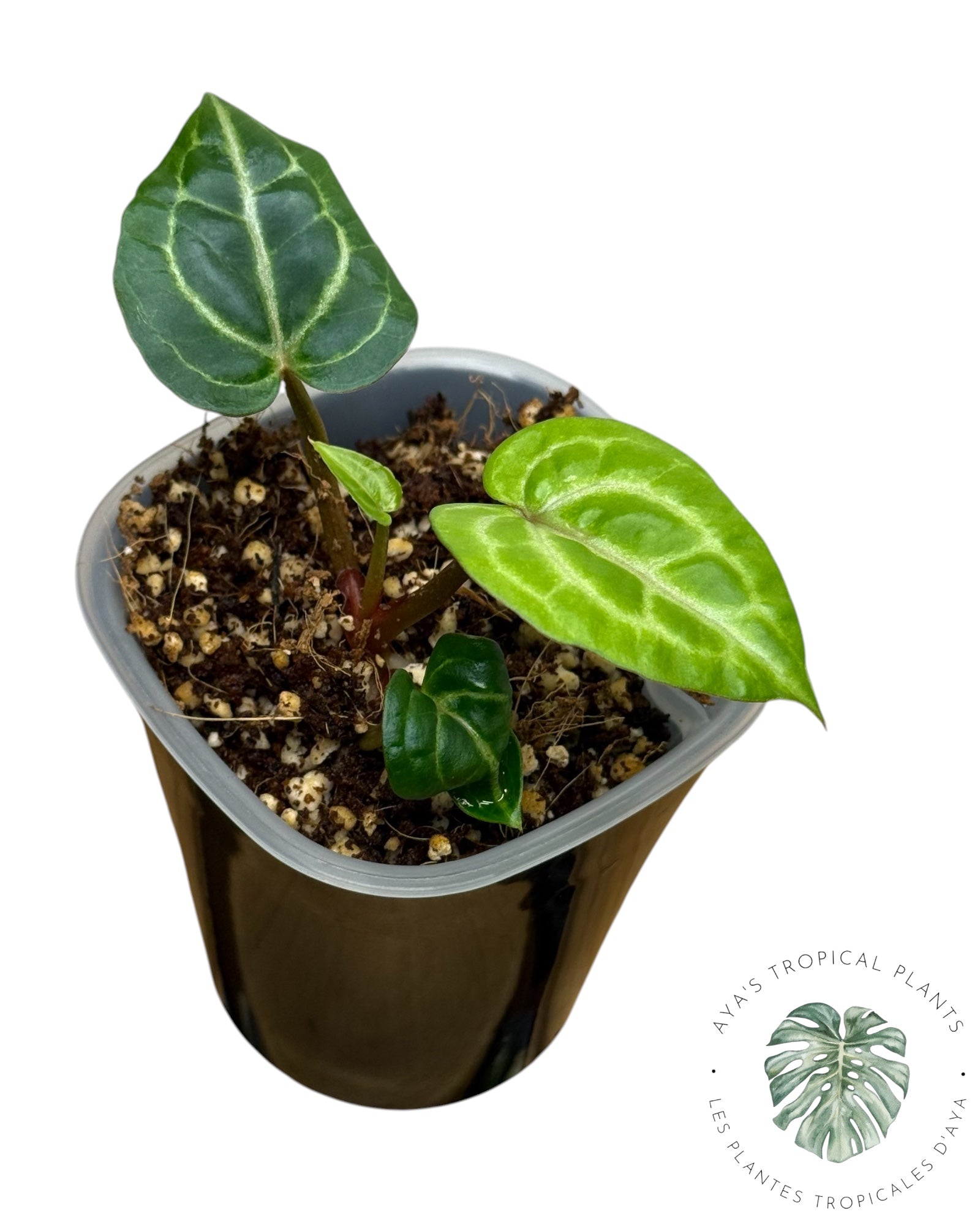 Anthurium Wonderboy X Michelle