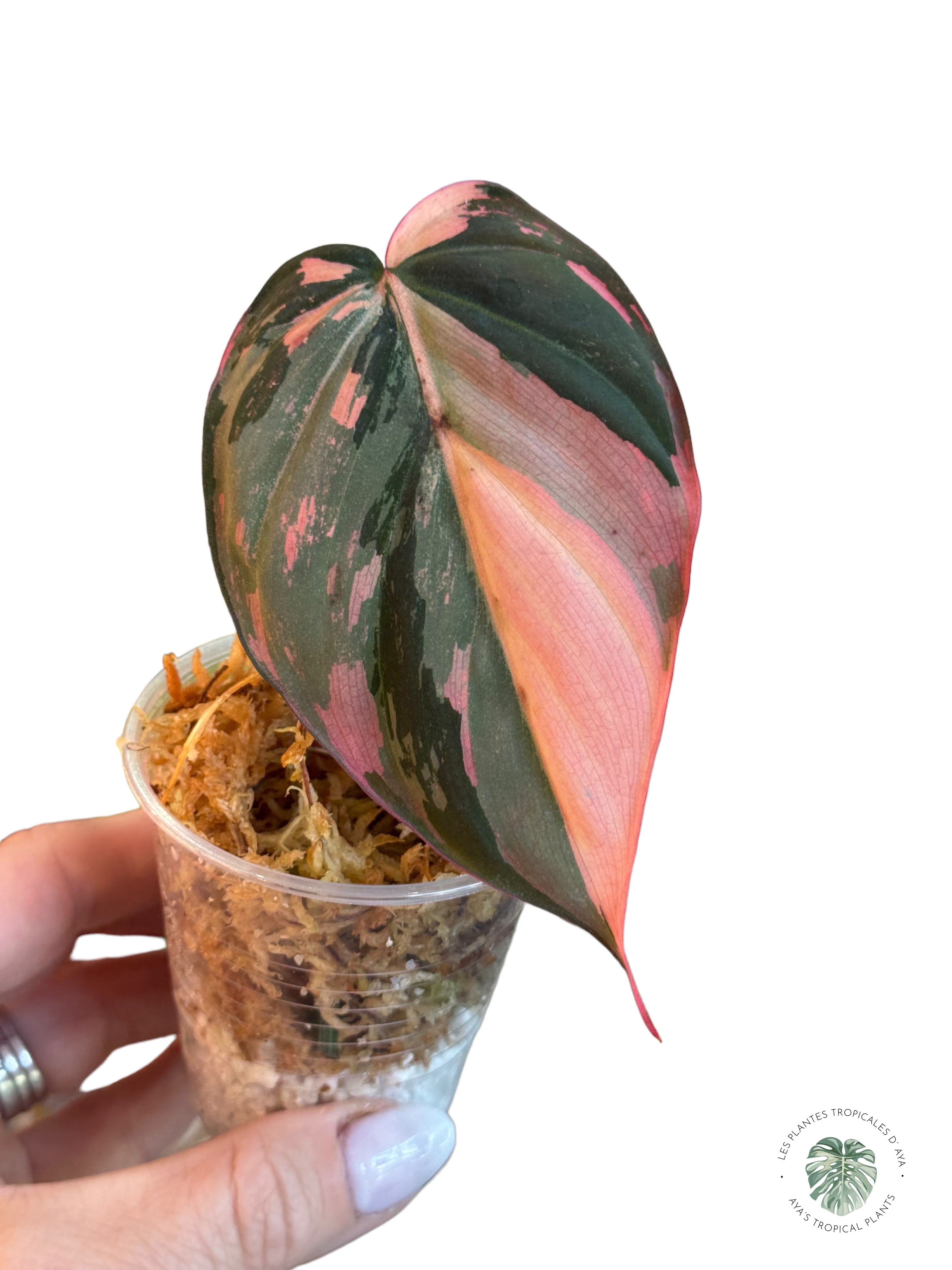 Philodendron Pink Micans PPM02