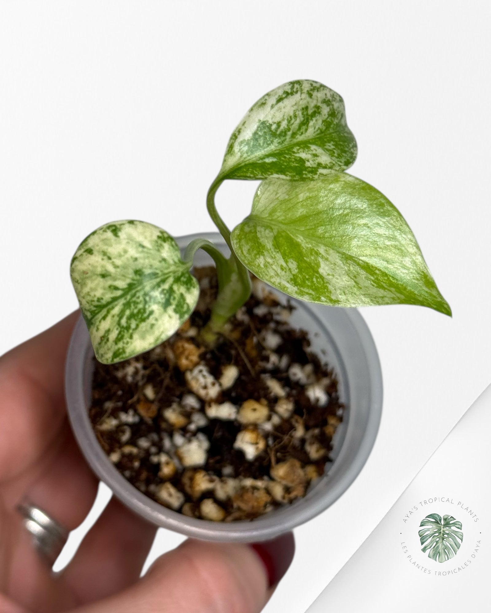 Monstera Mint| Rare TC Plant | Aya's Tropical Plants