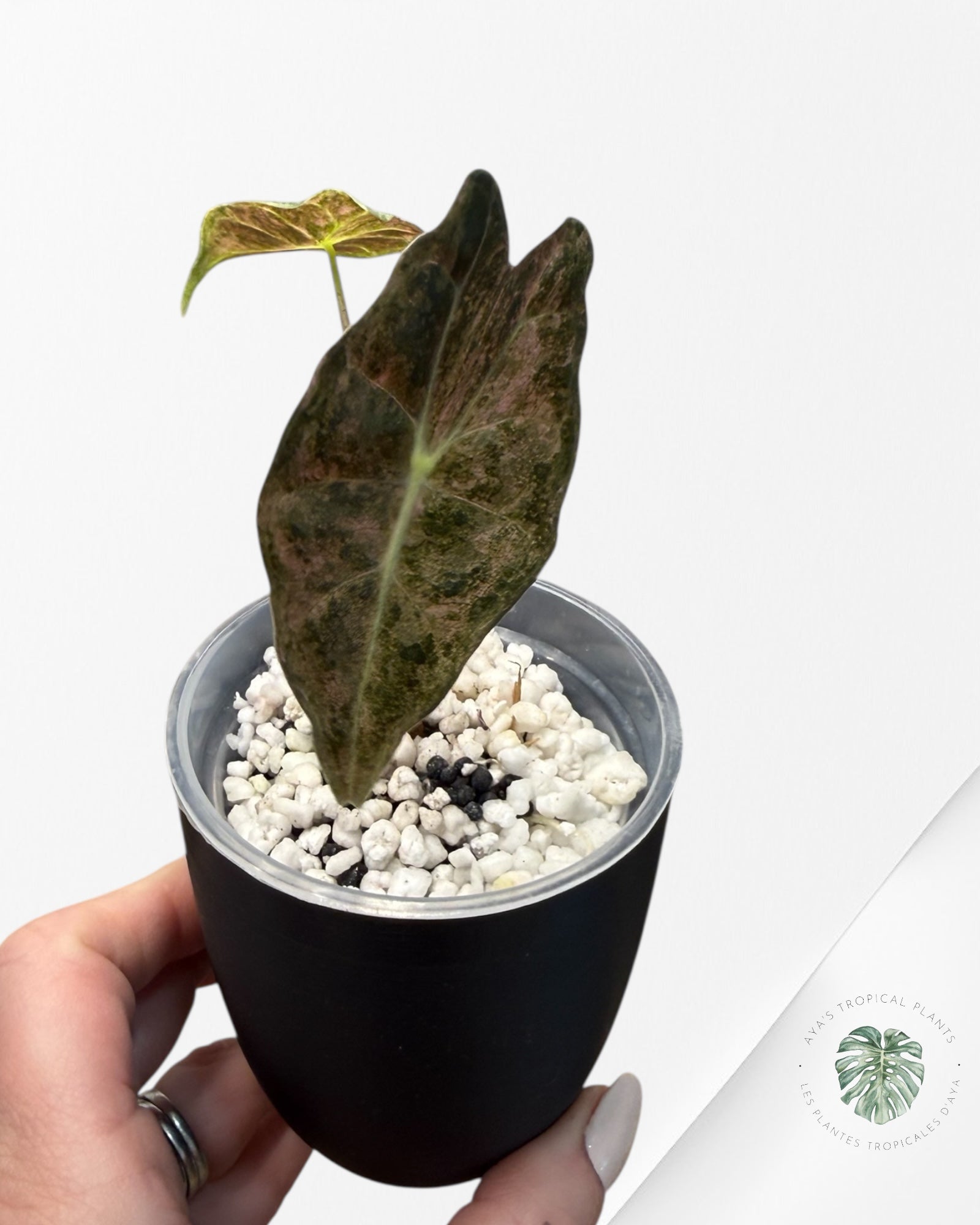 Alocasia Black Satun Pink Stardust