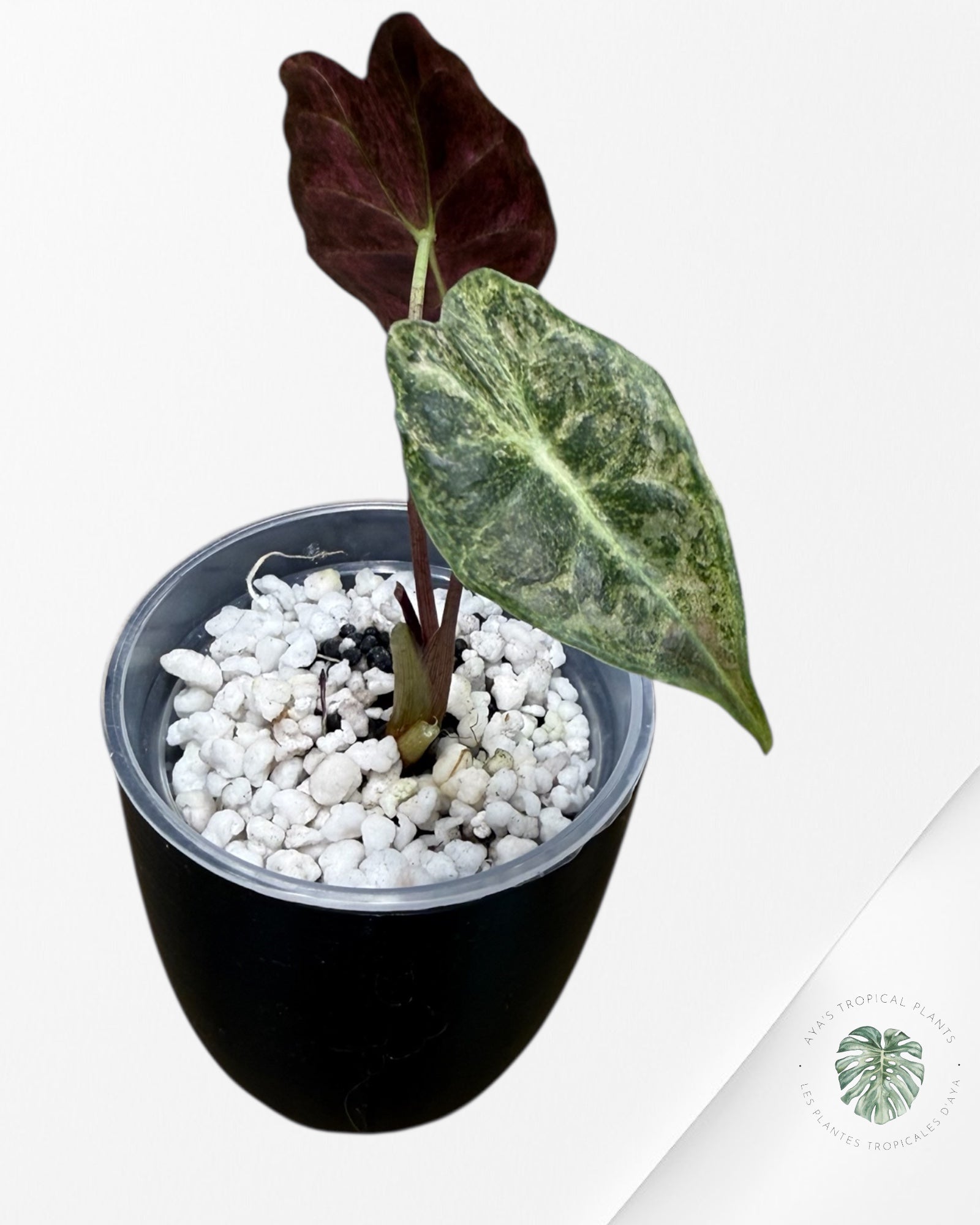 Alocasia Black Satun Pink Stardust