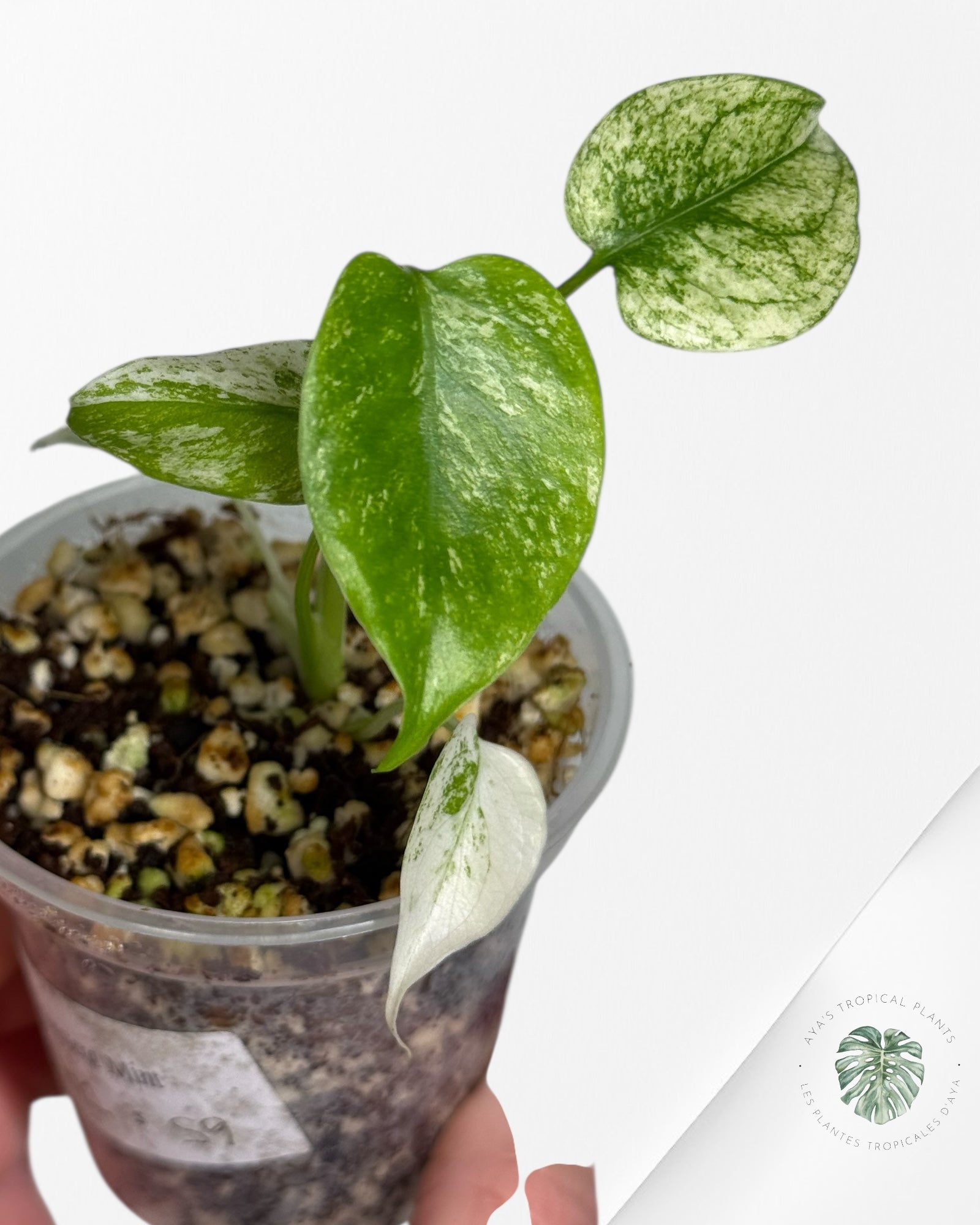 Monstera Mint| Rare TC Plant | Aya's Tropical Plants