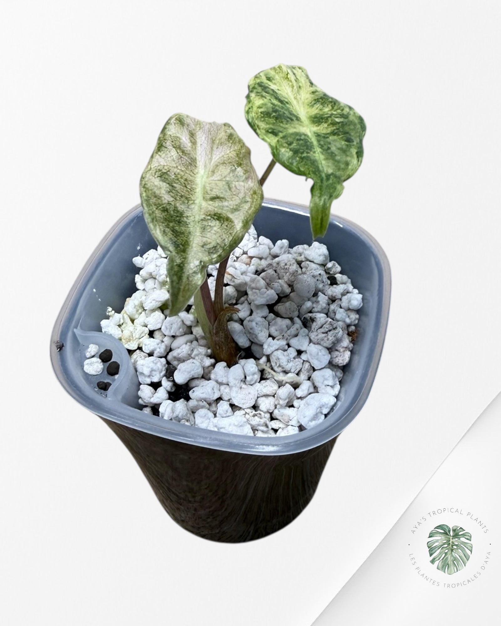 Alocasia Black Satun Pink Stardust