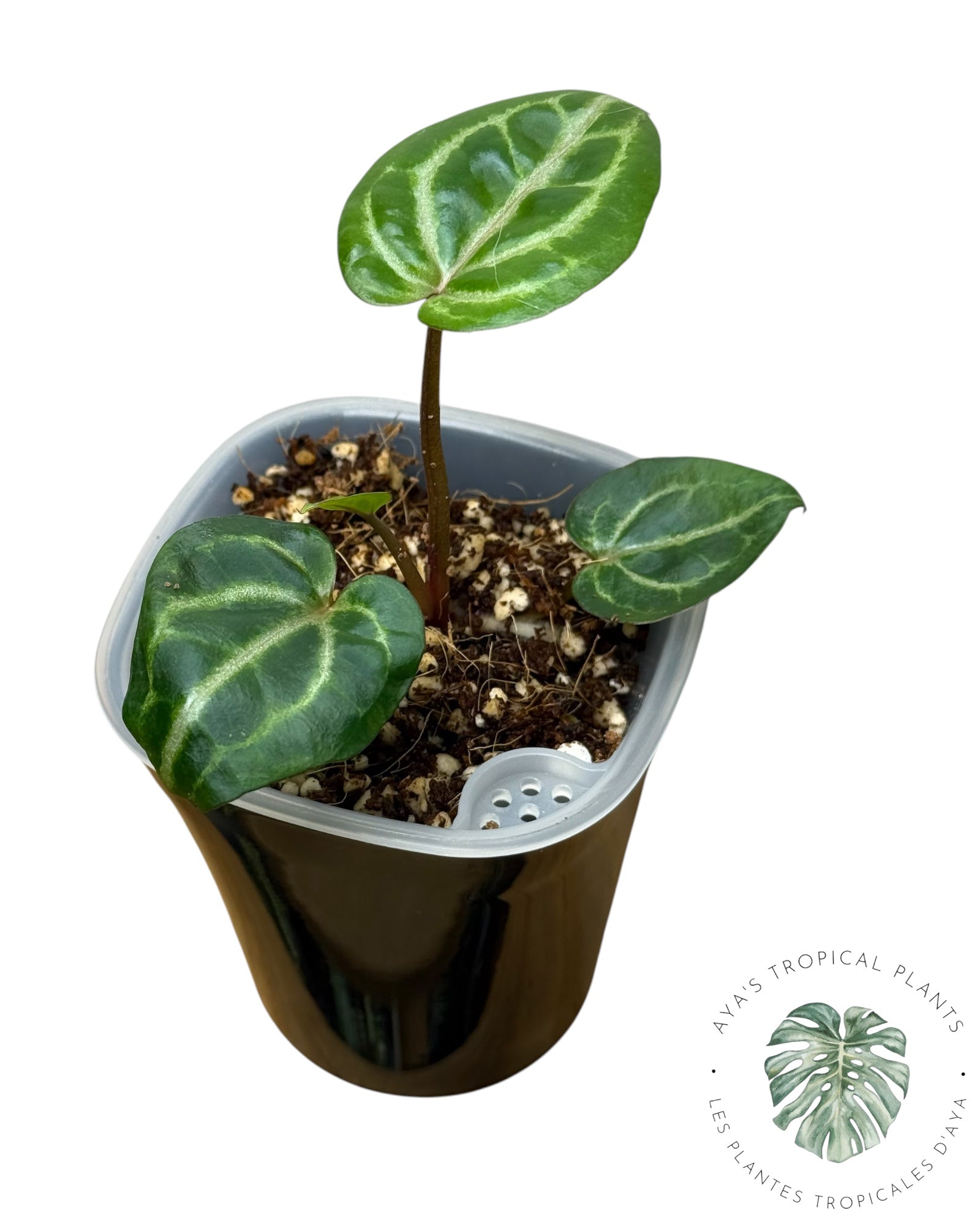 Anthurium Papi × King of Spades
