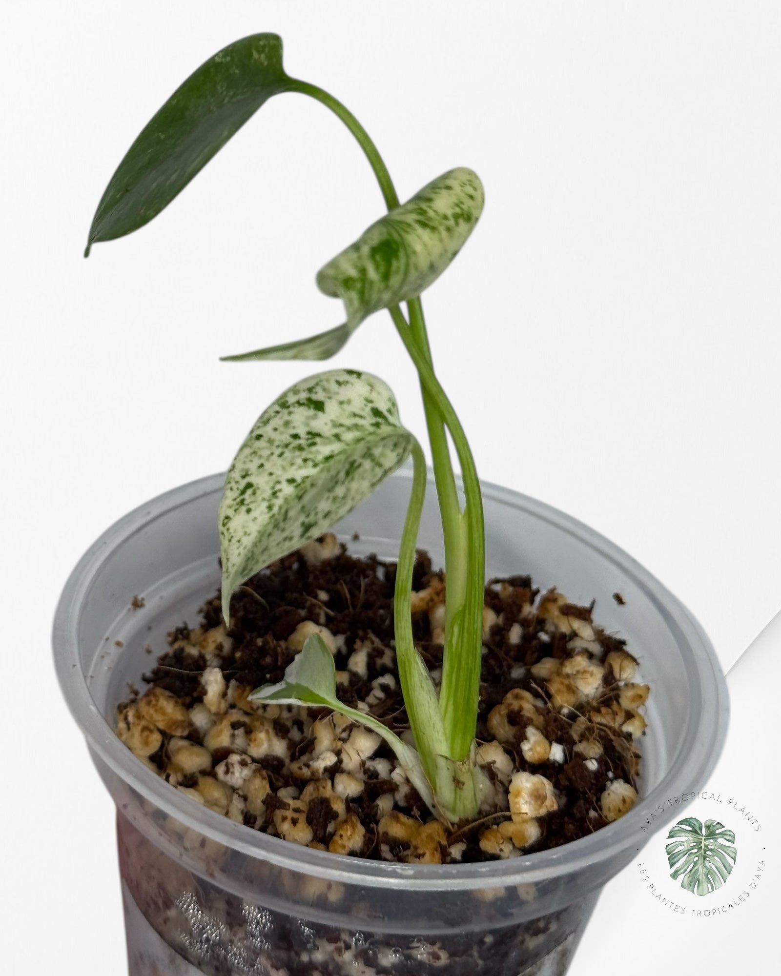 Monstera Mint| Rare TC Plant | Aya's Tropical Plants