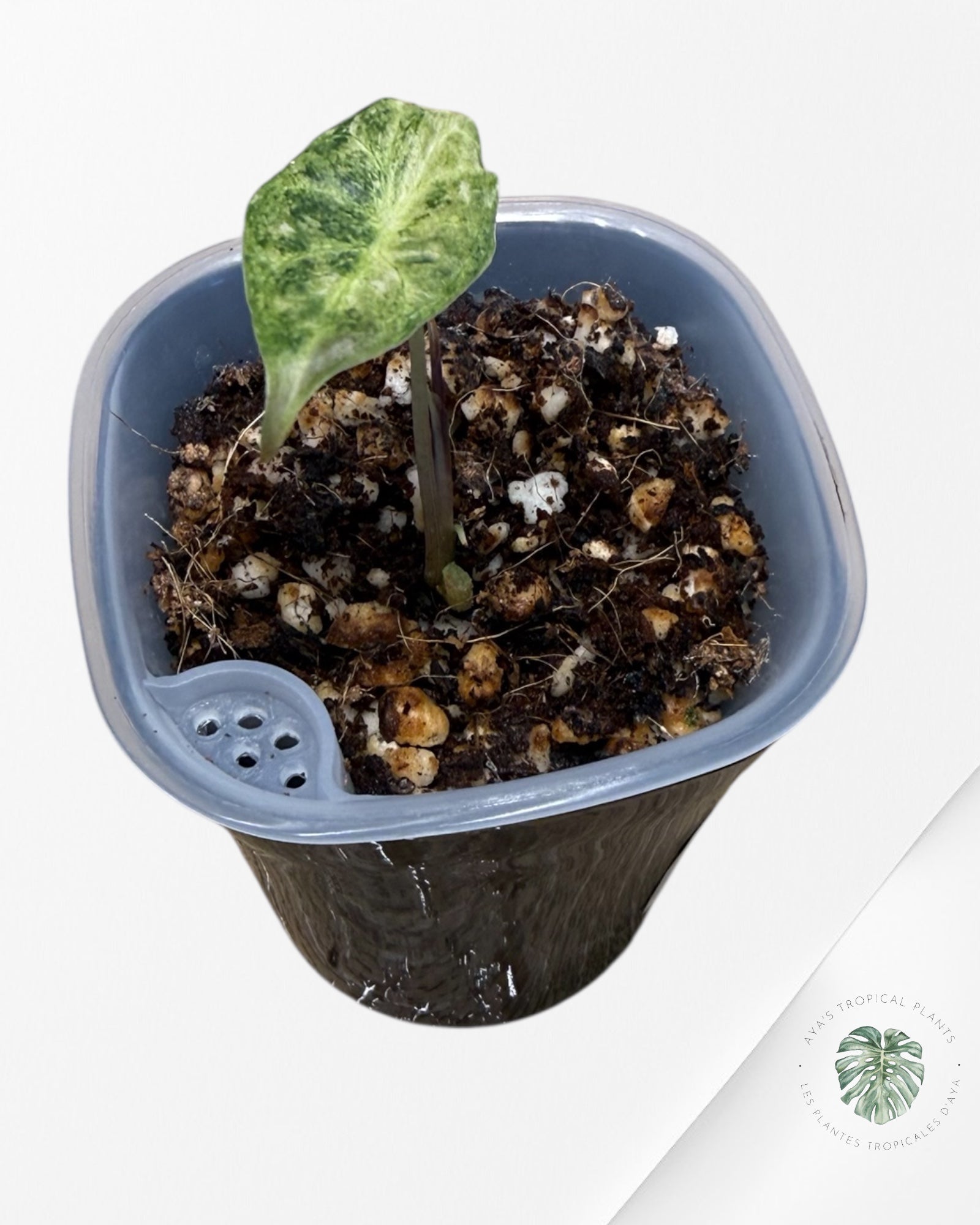 Alocasia Black Satun Pink Stardust