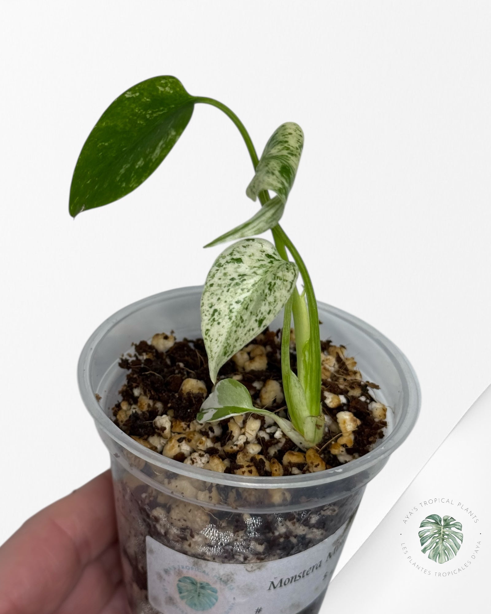 Monstera Mint| Rare TC Plant | Aya's Tropical Plants