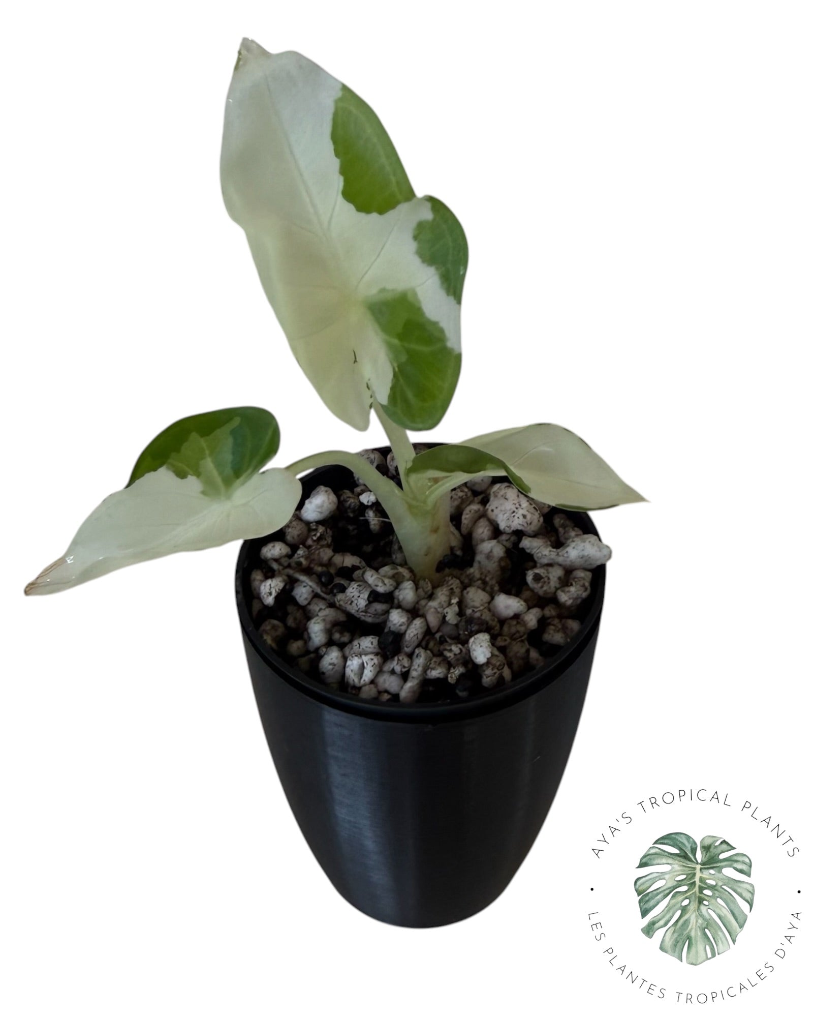 Alocasia Regal Shield Albo