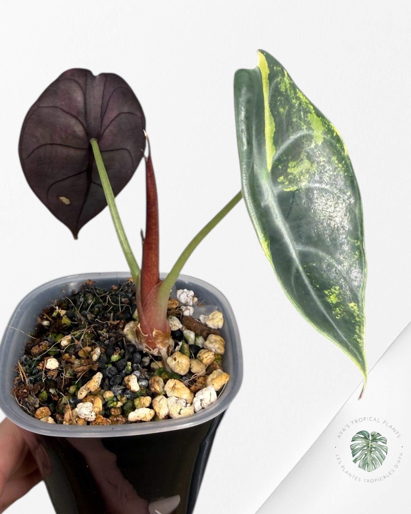 Alocasia Sedenii Aurea Variegated