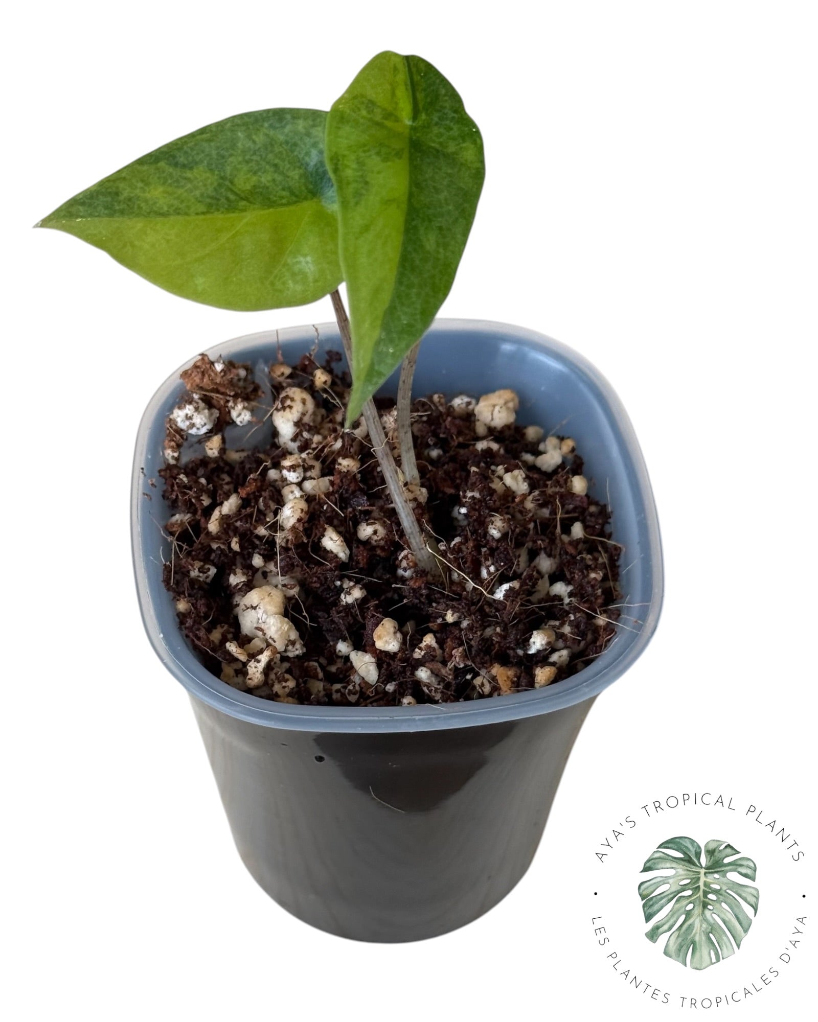 Alocasia Heterophylla Metallic Blue Aurea Variegated