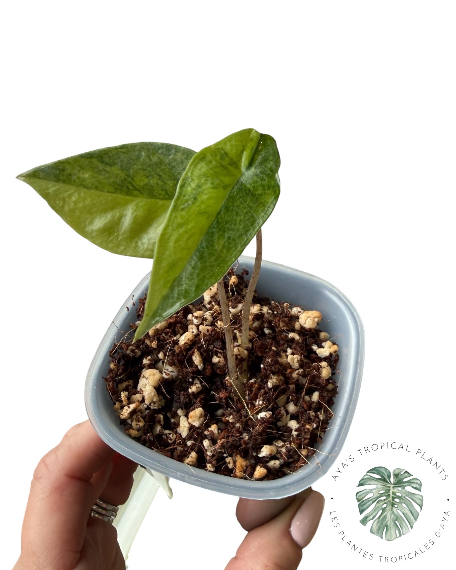 Alocasia Heterophylla Metallic Blue Aurea Variegated