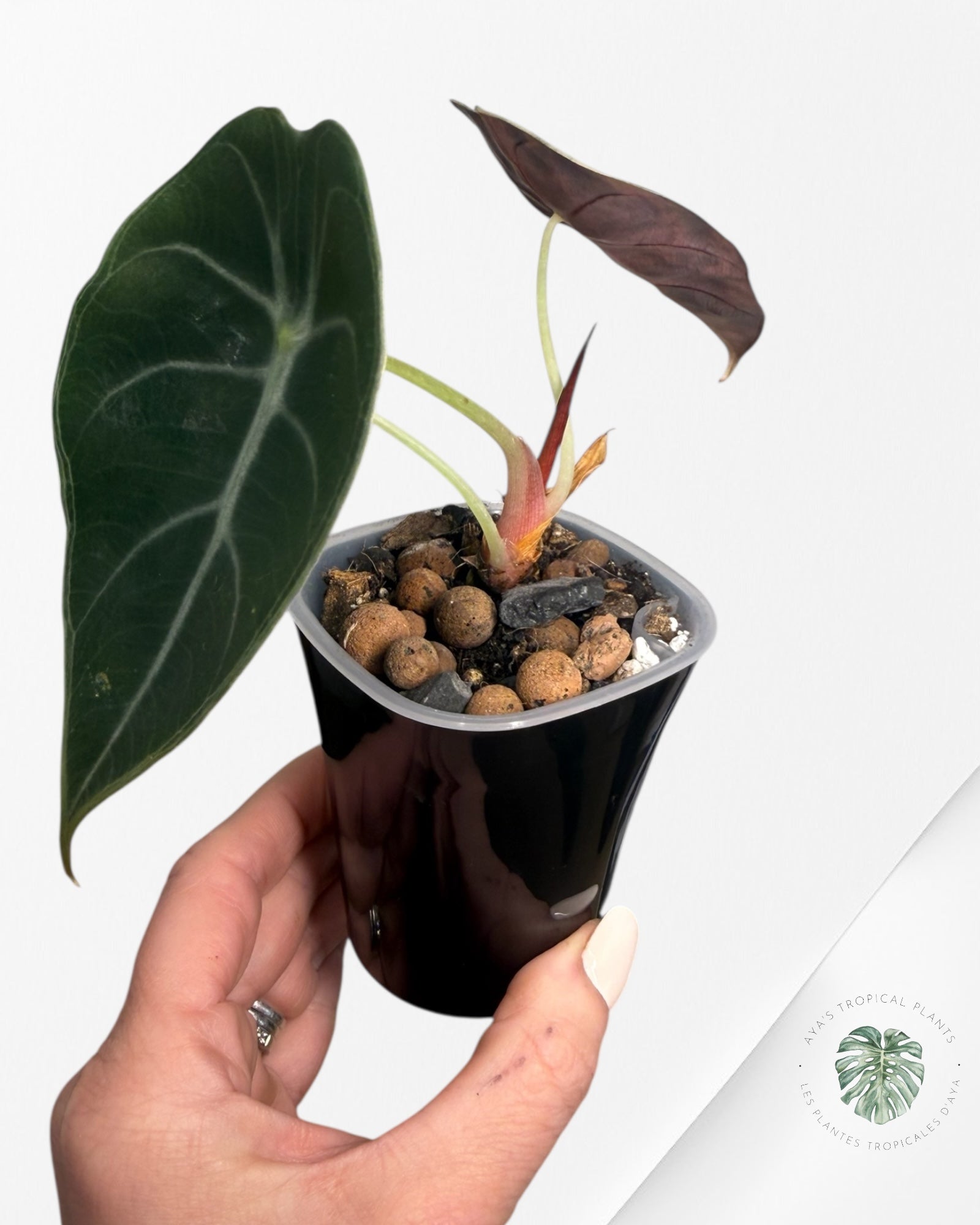 Alocasia Sedenii Aurea Variegated