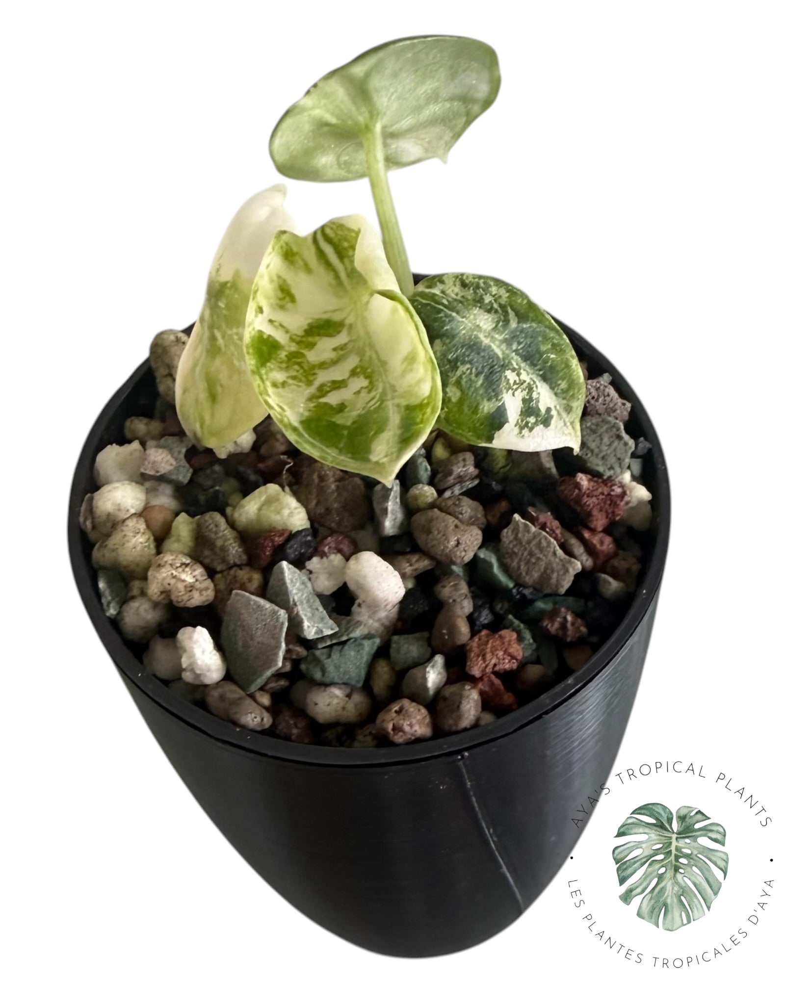 Alocasia Ninja Albo Variegated