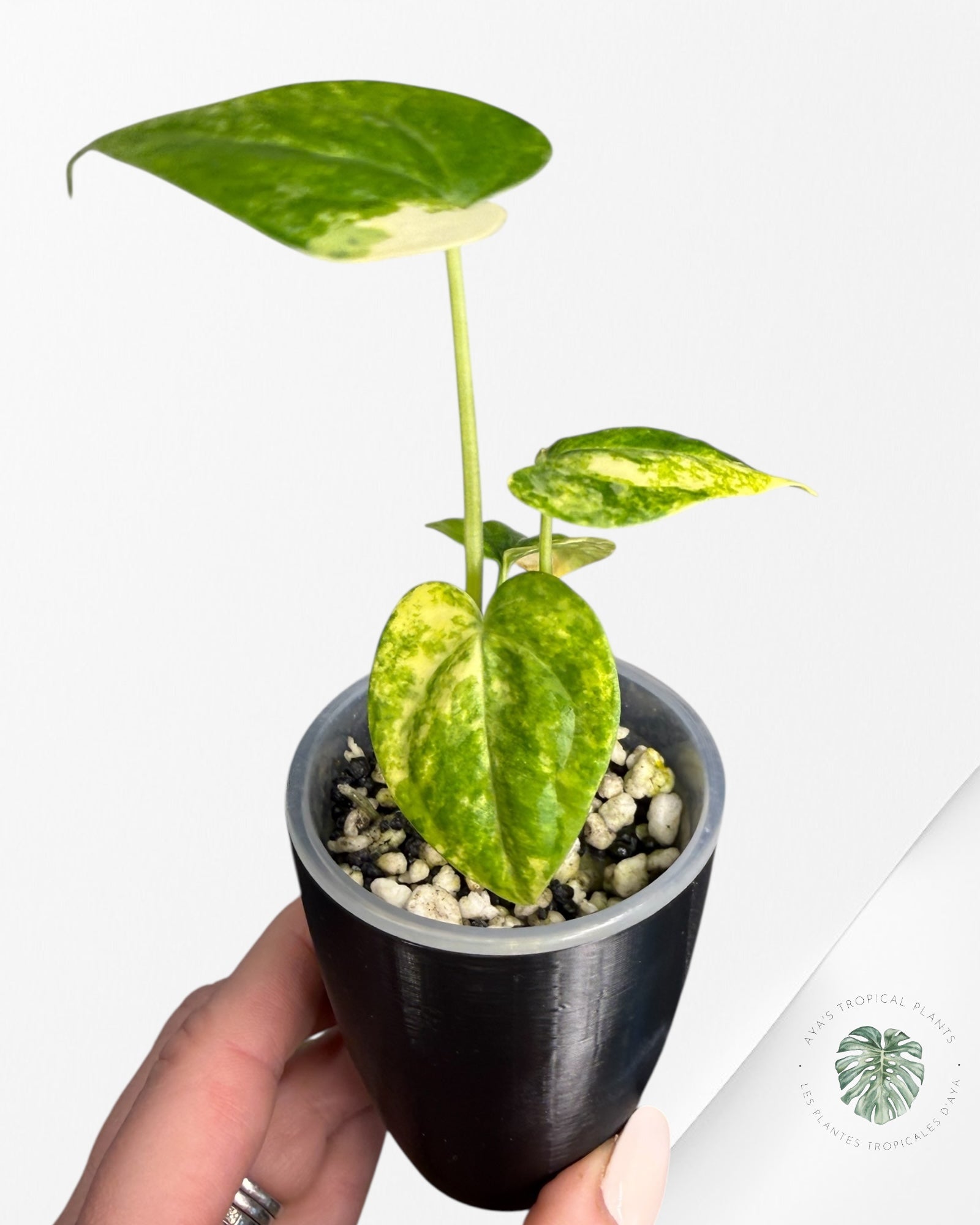 Anthurium Clarinervium Aurea Variegated