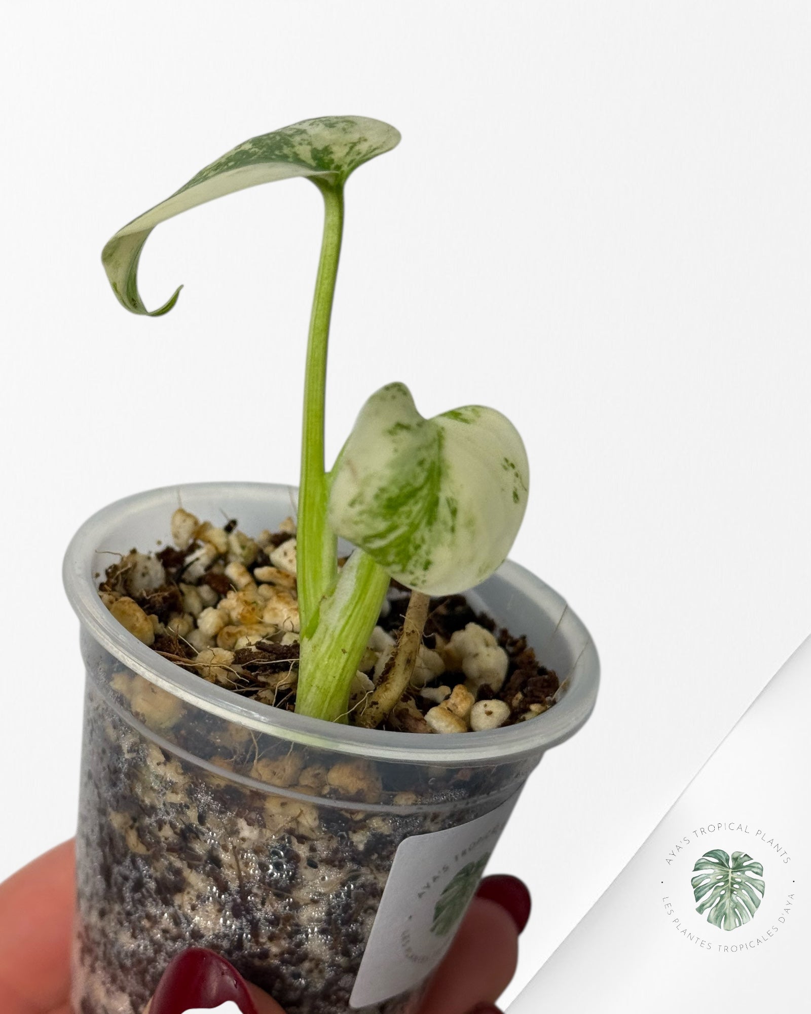 Monstera White Mint |Rare TC Plant | Aya's Tropical Plants