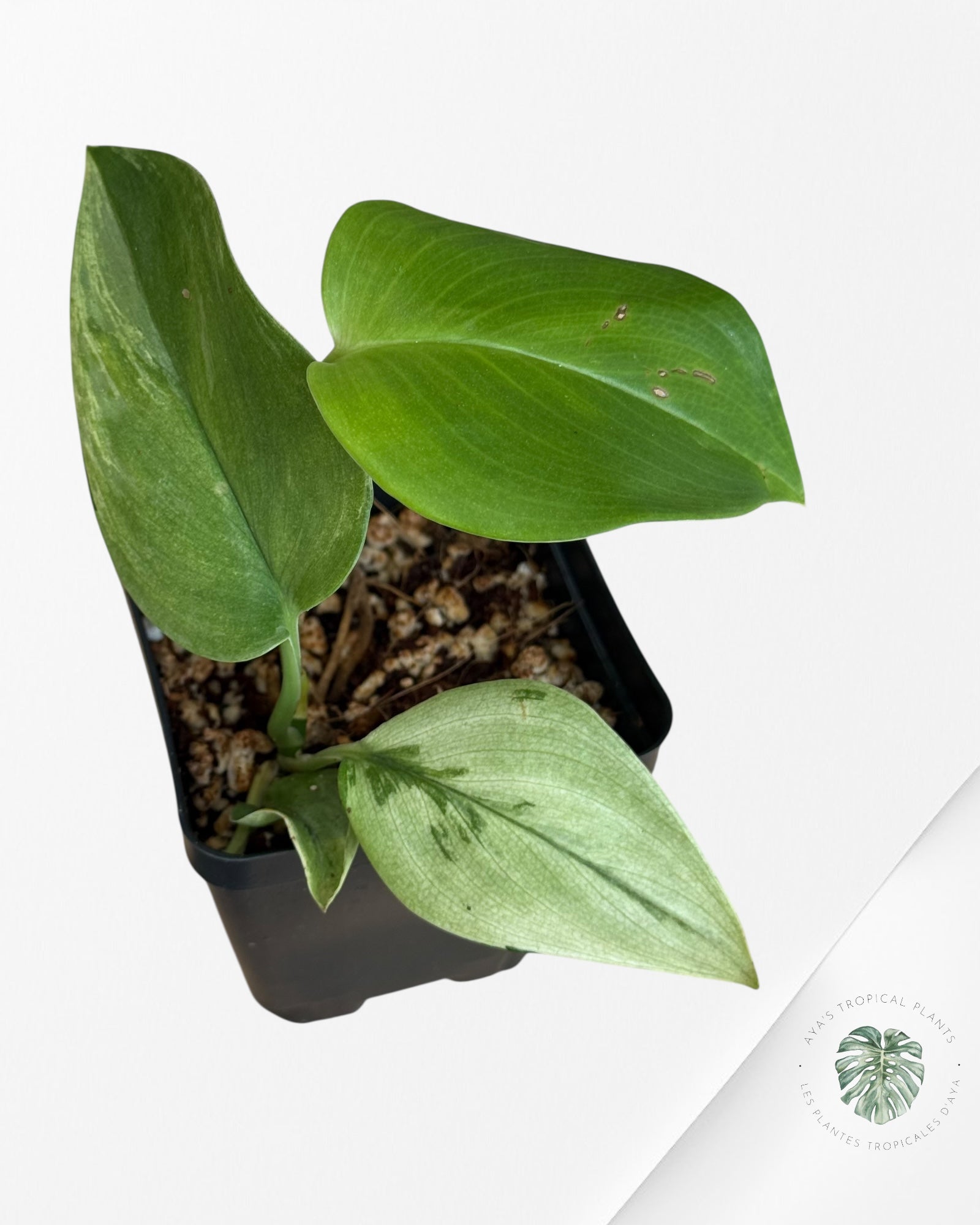 Scindapsus Treubii Moonlight White Mint - EXP5