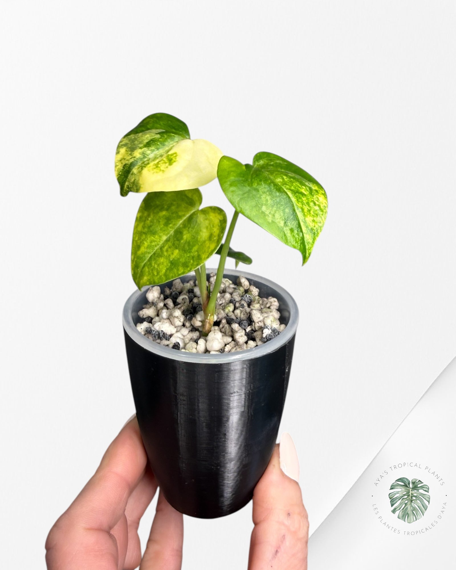 Anthurium Clarinervium Aurea Variegated