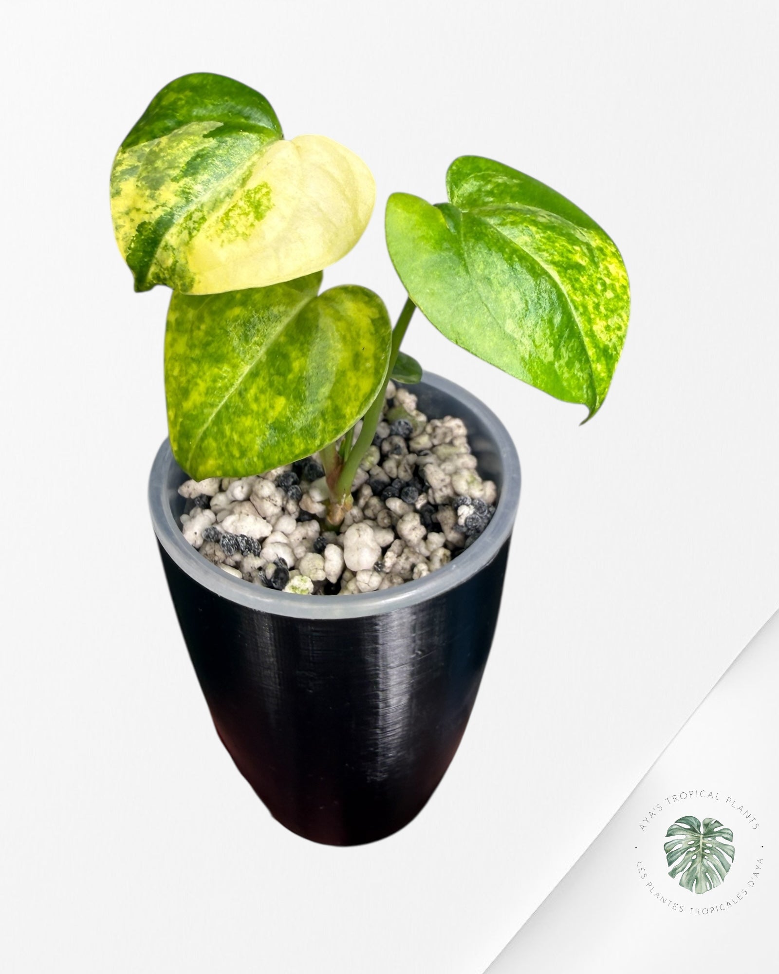 Anthurium Clarinervium Aurea Variegated