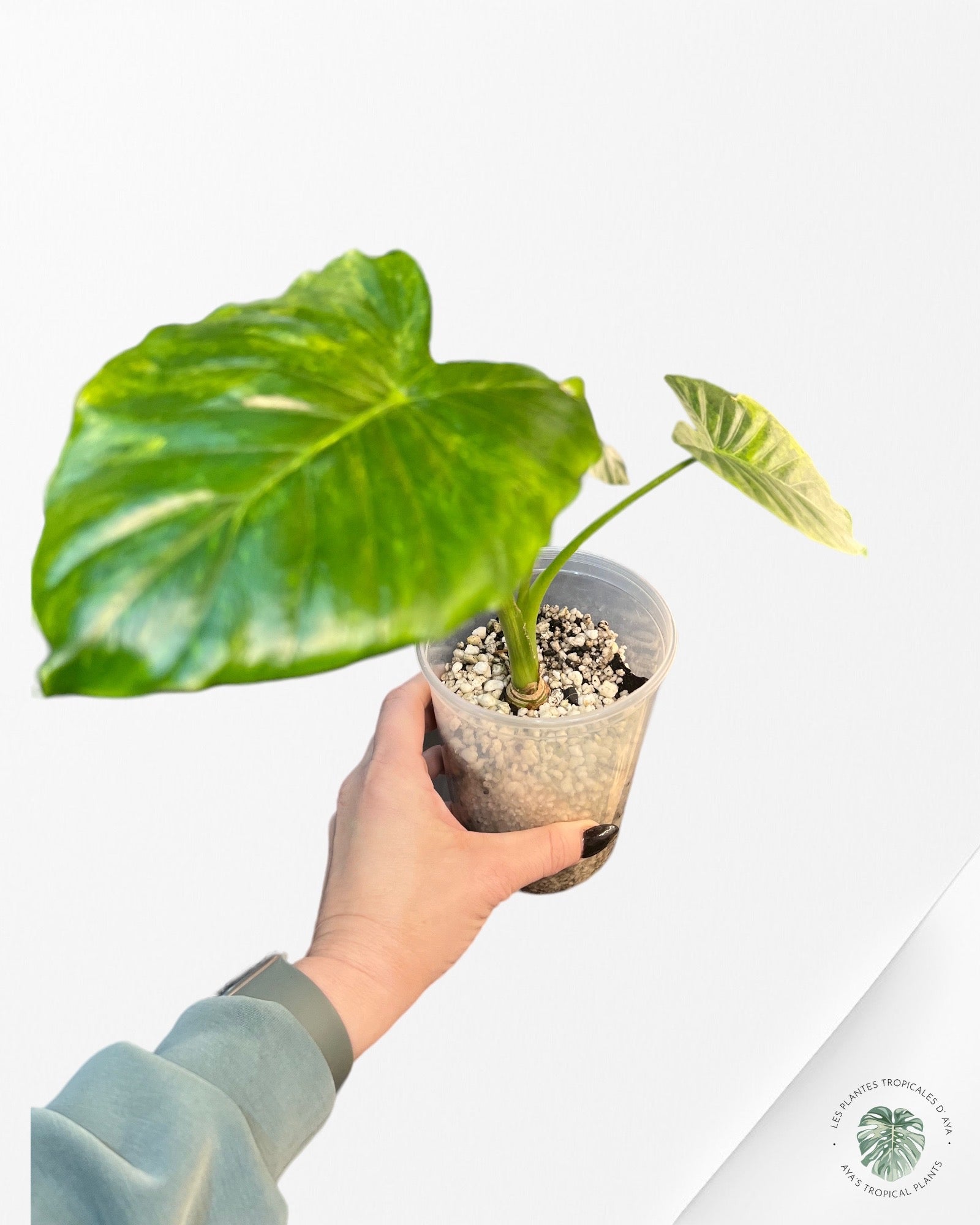 Alocasia Gageana Aurea Variegated-T23