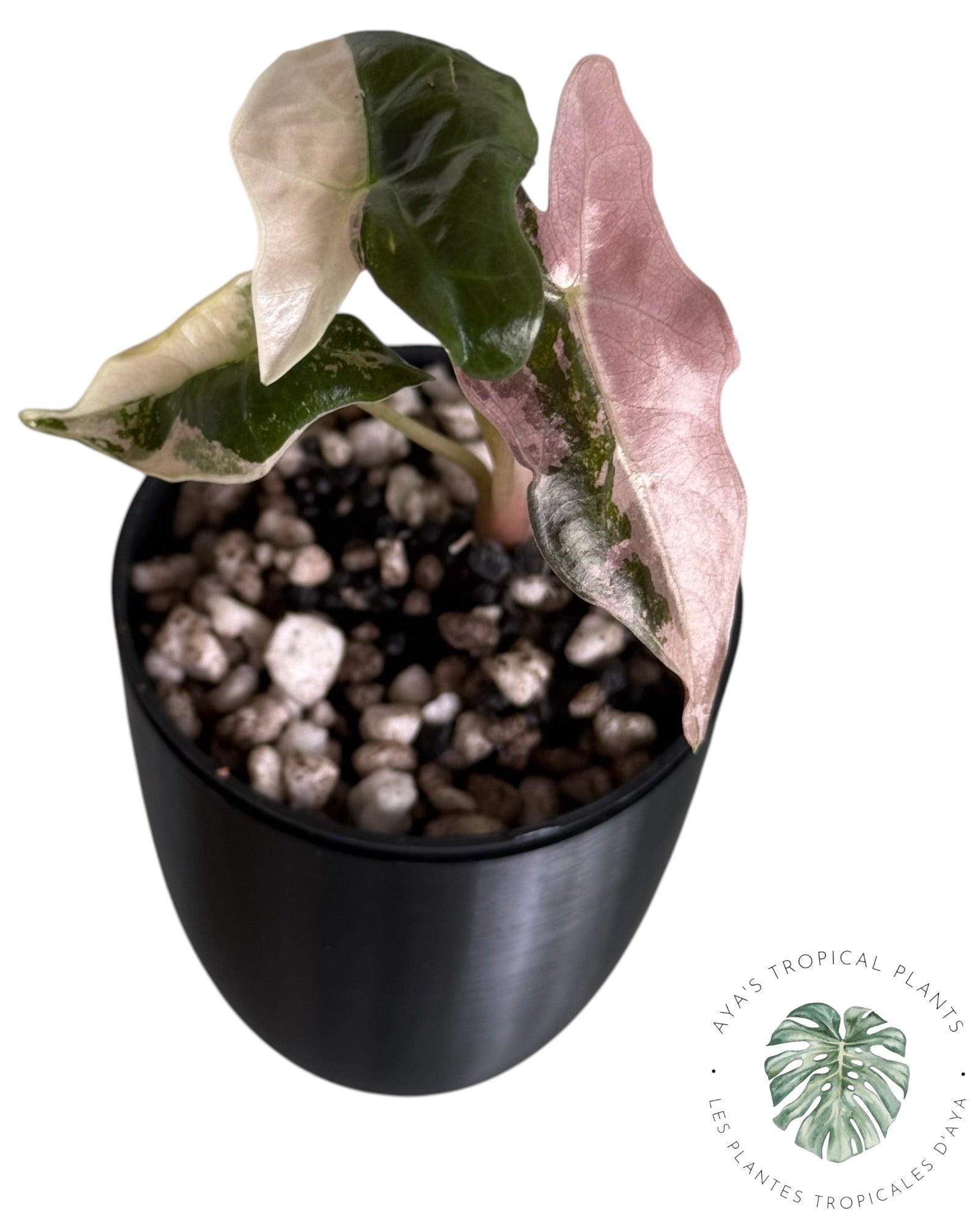 Alocasia Nobilis Pink Variegated