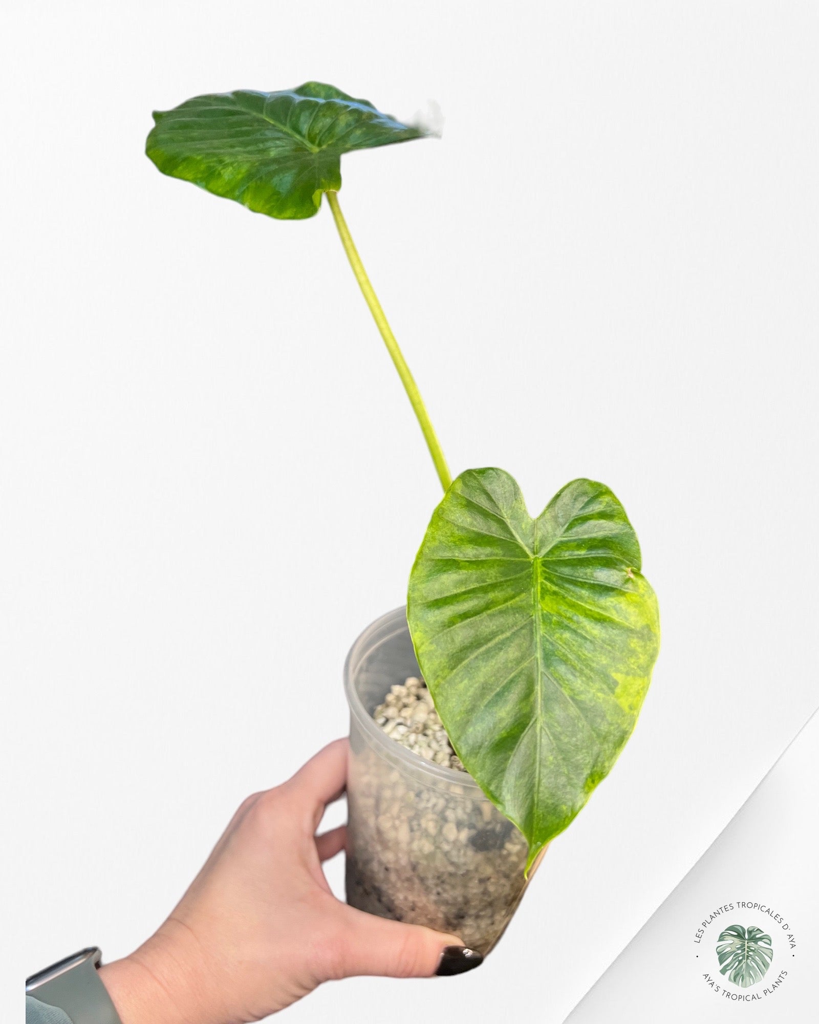 Alocasia Gageana Aurea Variegated-T23