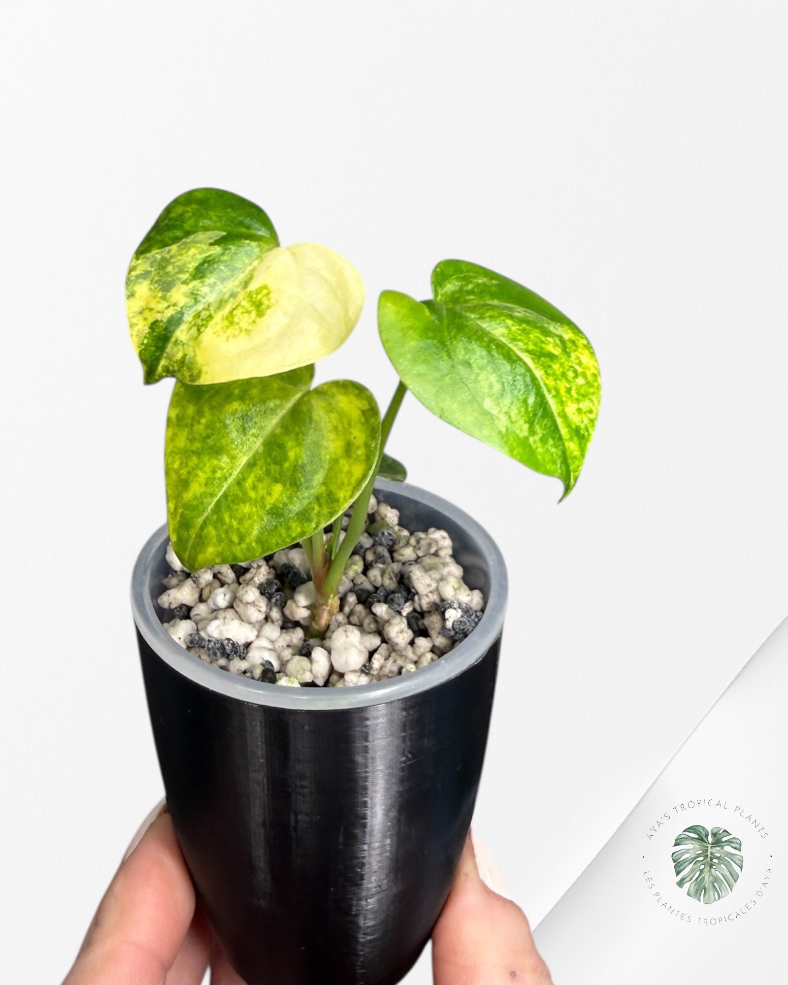 Anthurium Clarinervium Aurea Variegated