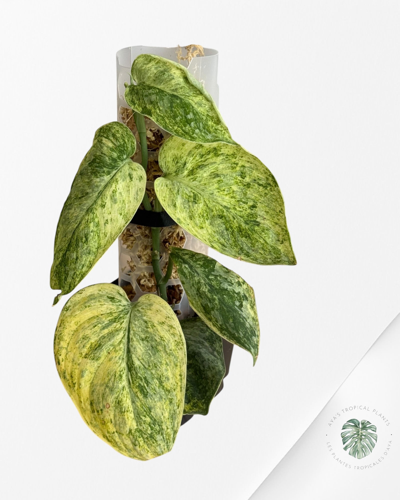 Scindapsus Tembaga-EXP6