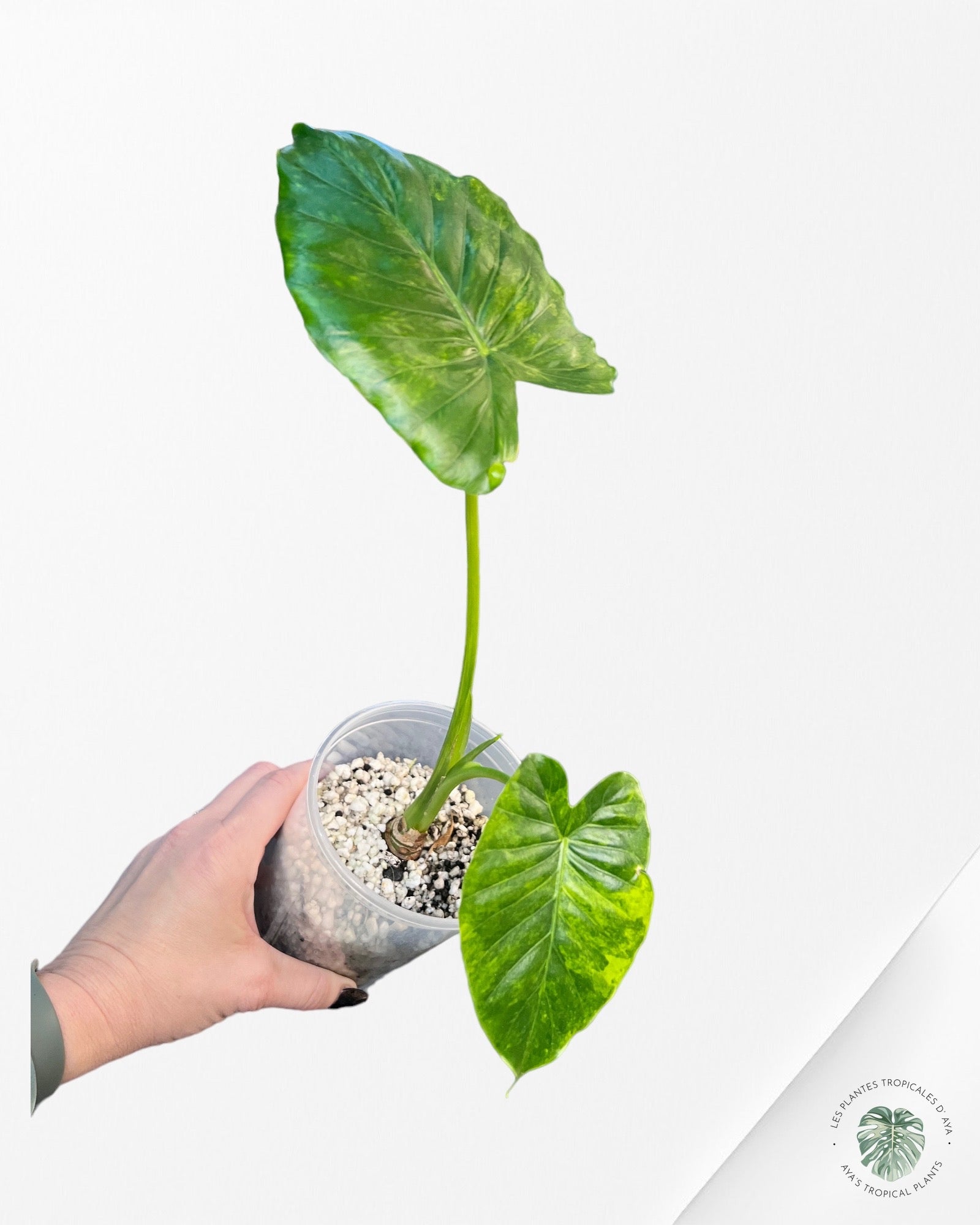 Alocasia Gageana Aurea Variegated-T23