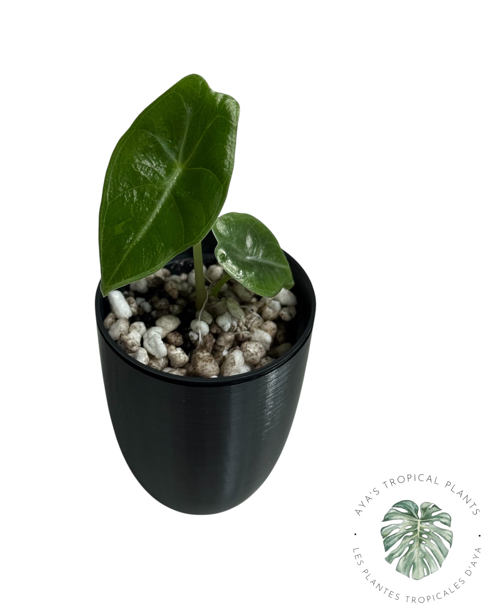 Alocasia Longiloba Pourpre