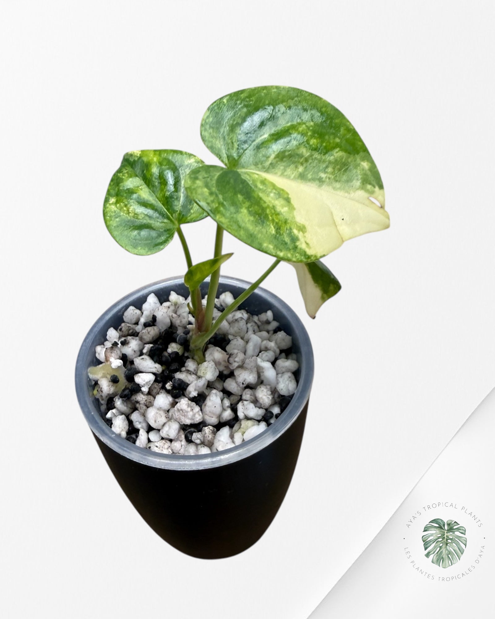 Anthurium Clarinervium Aurea Variegated