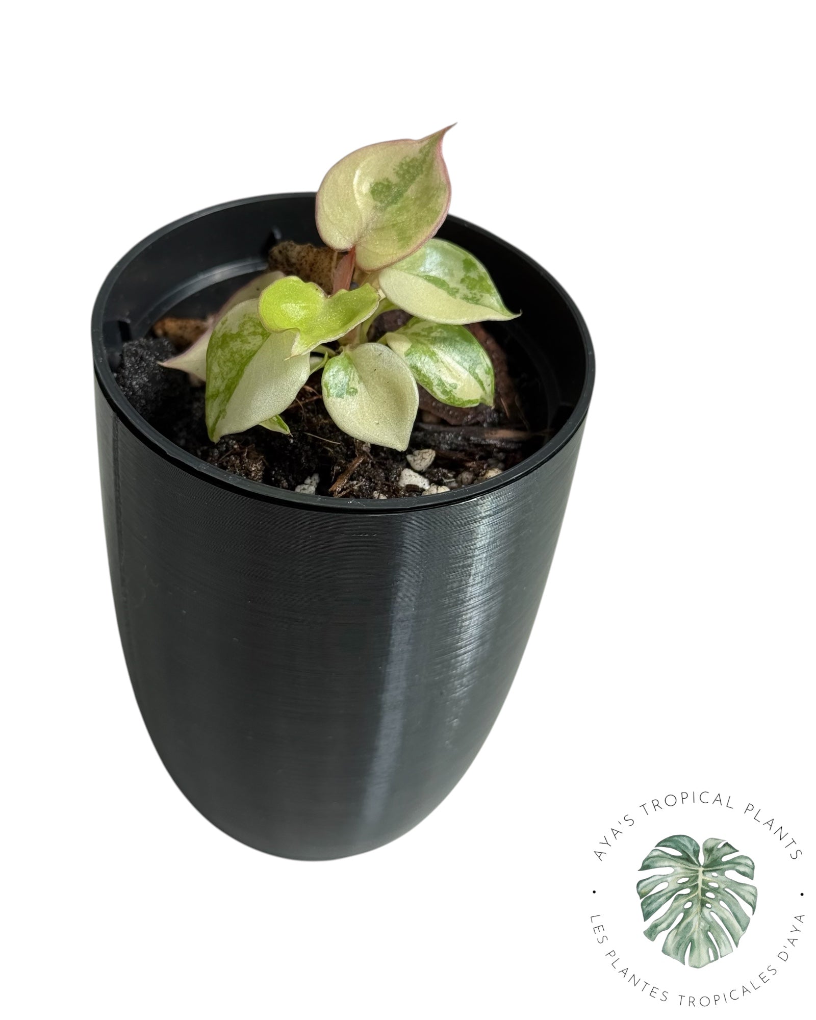 Philodendron Billietiae panaché