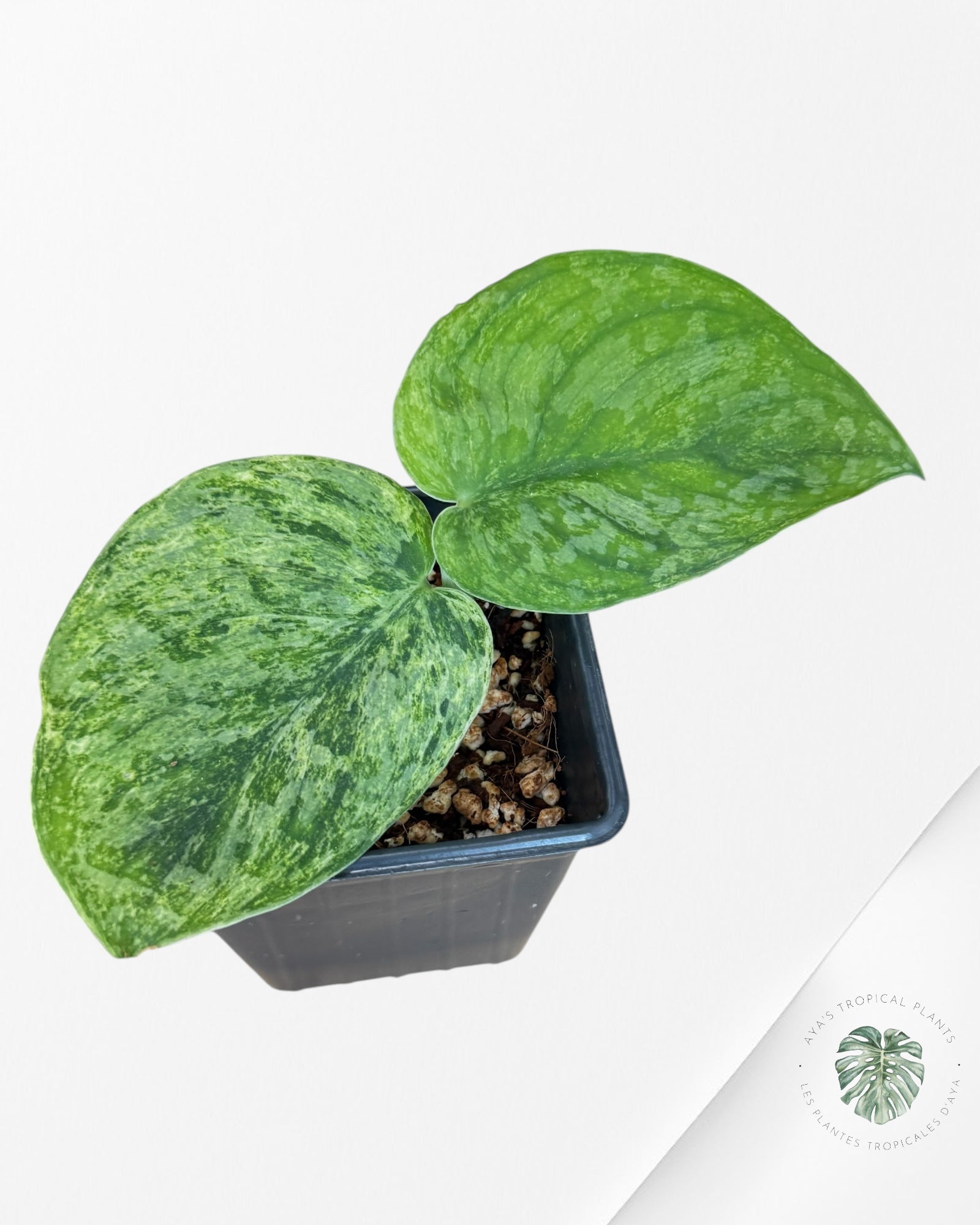 Scindapsus Tembaga-EXP7