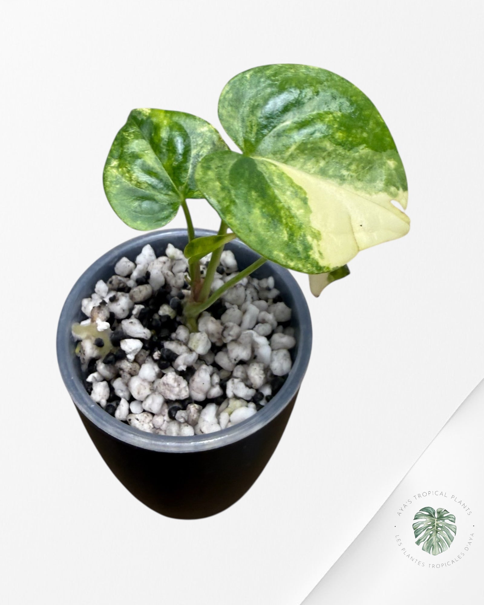 Anthurium Clarinervium Aurea Variegated