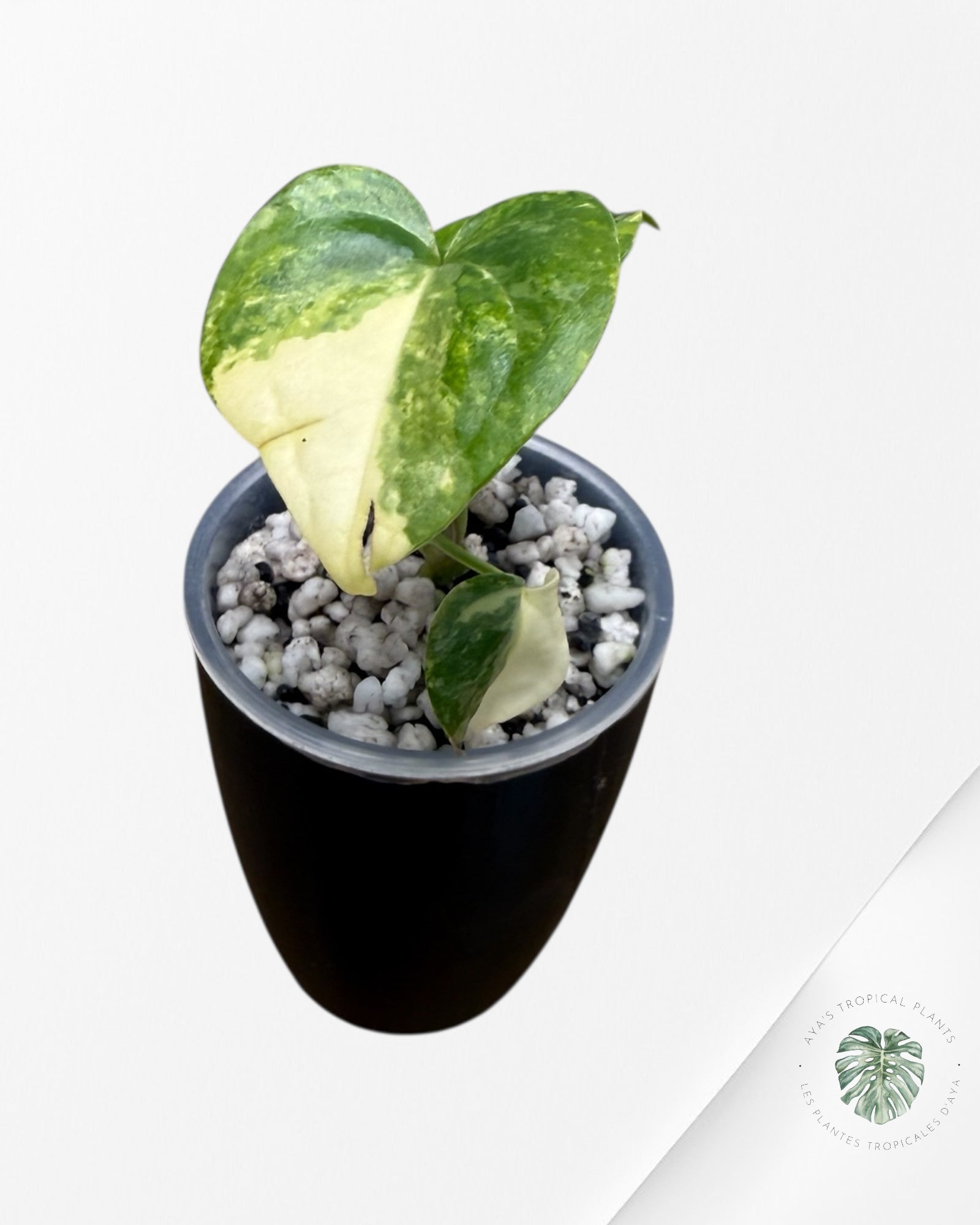 Anthurium Clarinervium Aurea Variegated