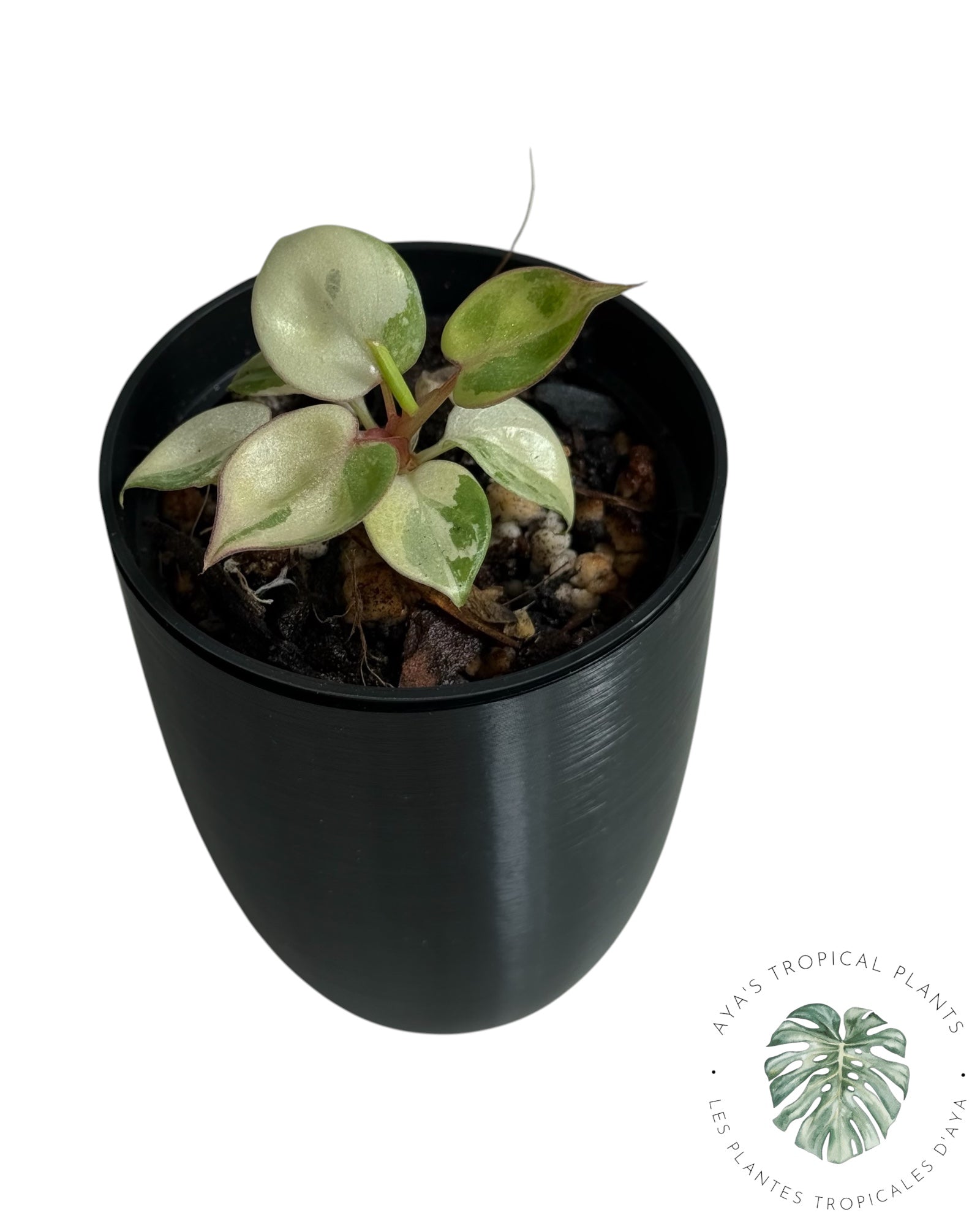 Philodendron Billietiae panaché