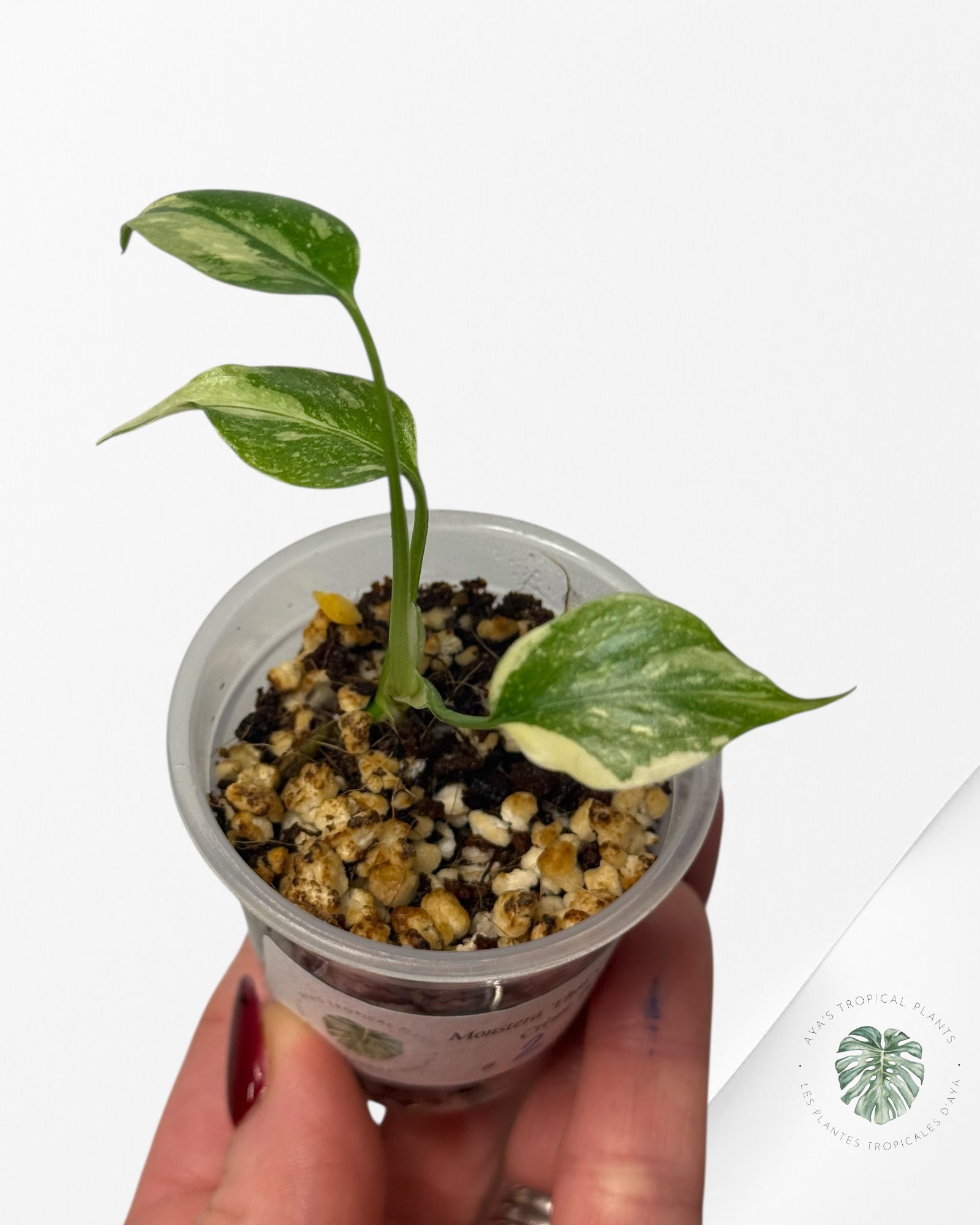 Monstera Thai Constellation Crème Brulée| Rare TC Plant | Aya's Tropical Plants