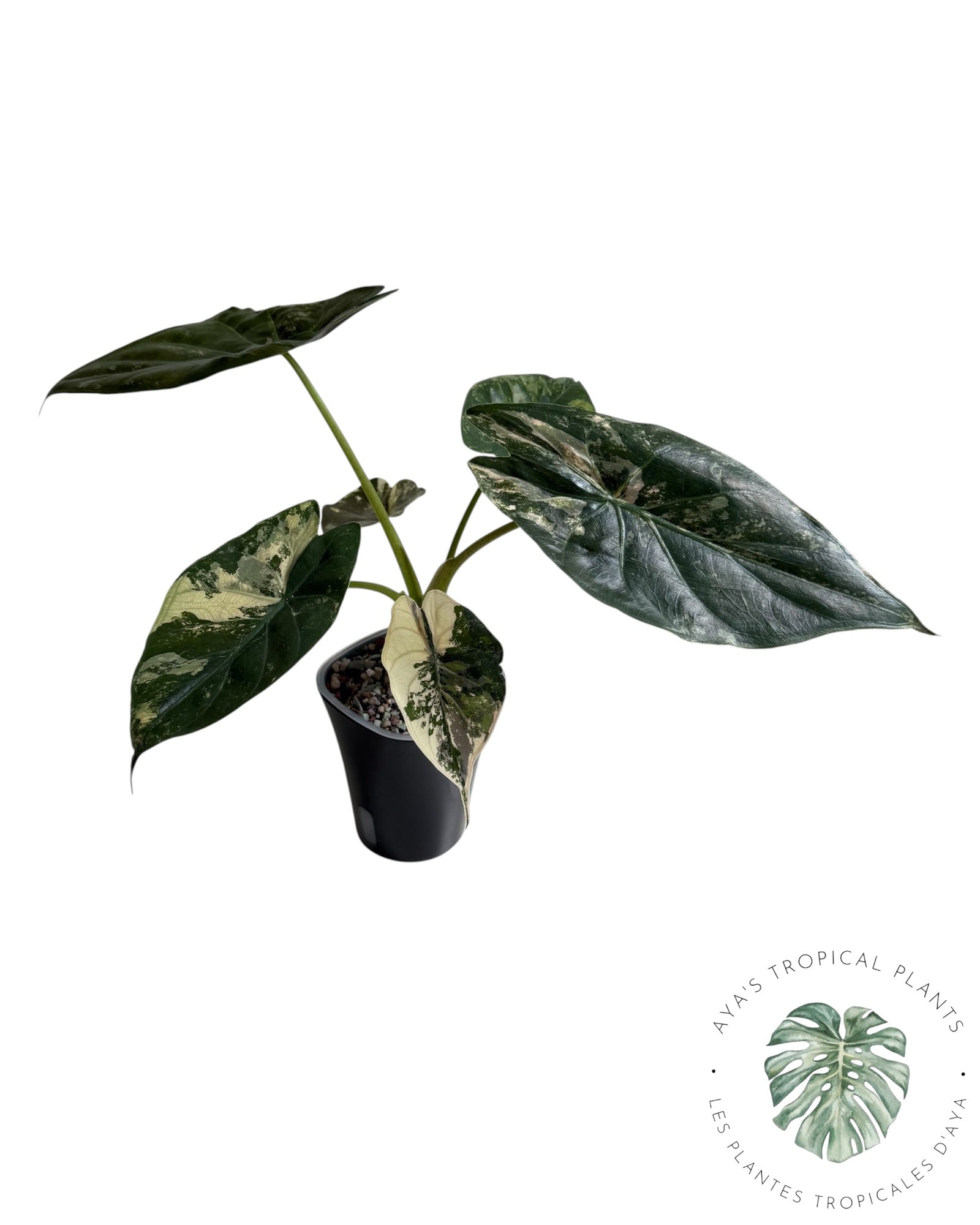 Alocasia Wentii Albo rose panaché