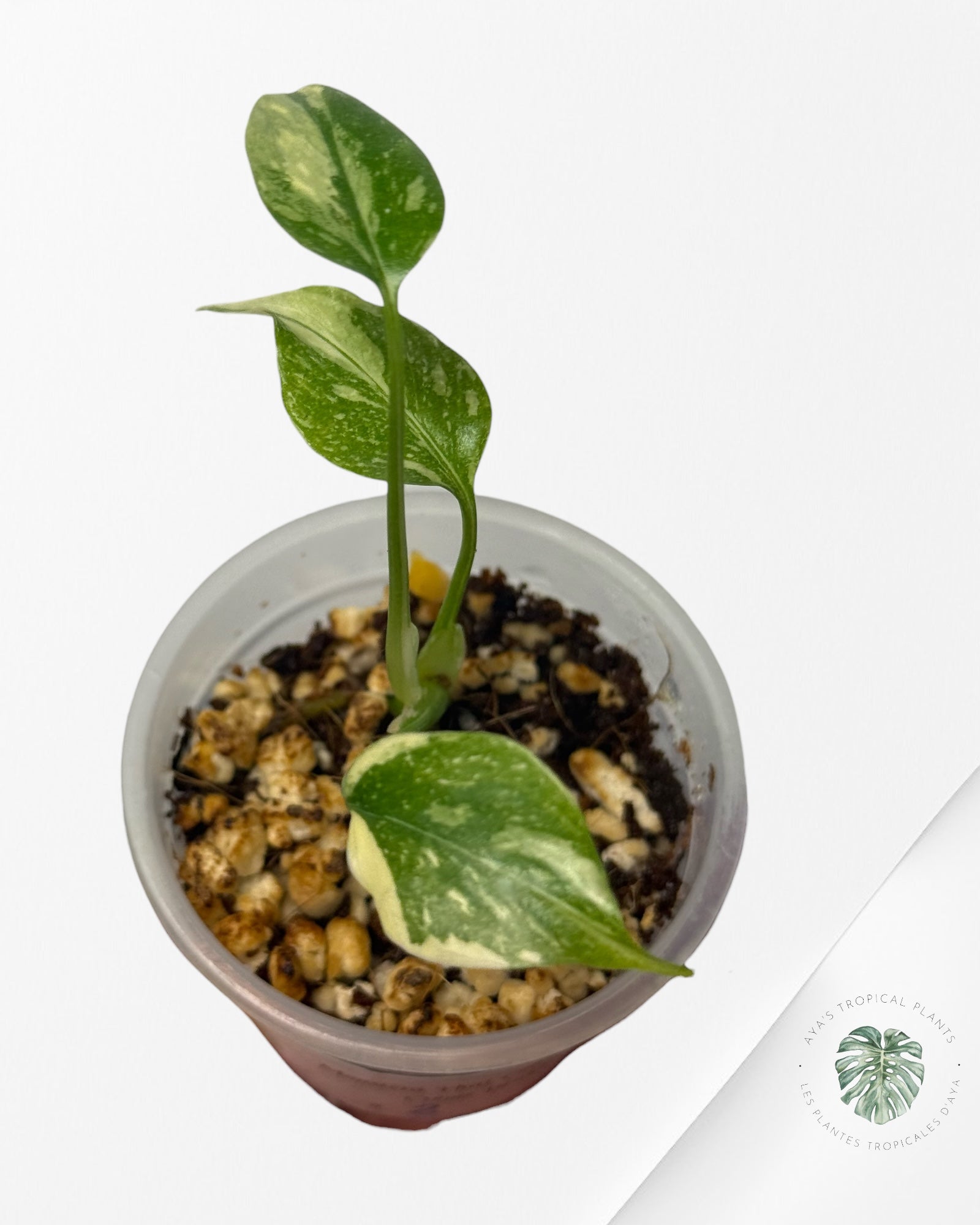 Monstera Thai Constellation Crème Brulée| Rare TC Plant | Aya's Tropical Plants