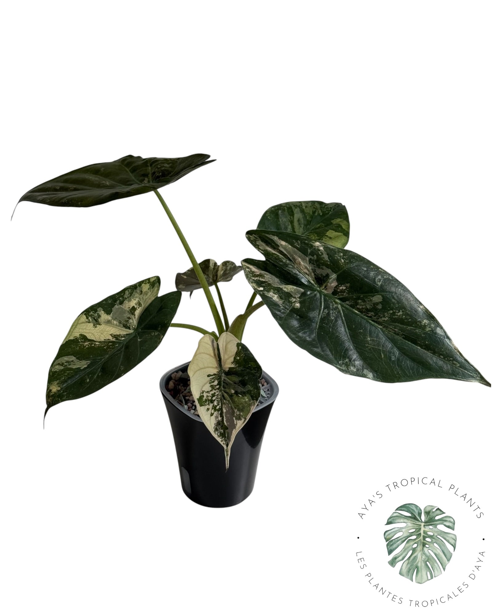 Alocasia Wentii Albo rose panaché
