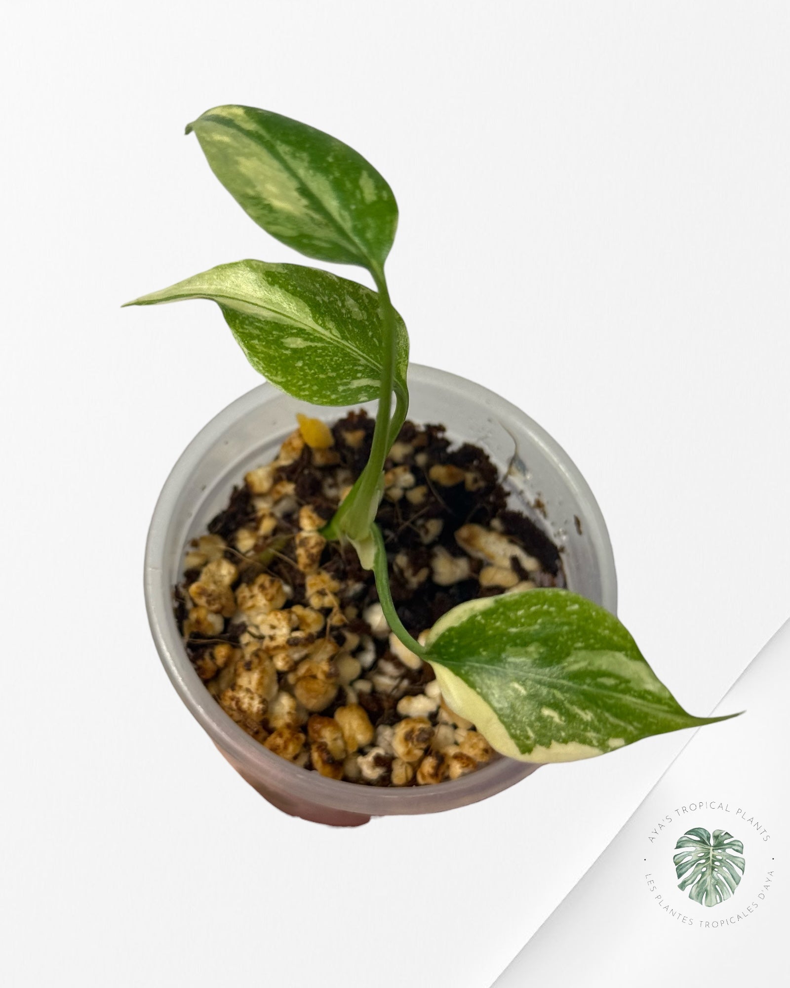 Monstera Thai Constellation Crème Brulée| Rare TC Plant | Aya's Tropical Plants