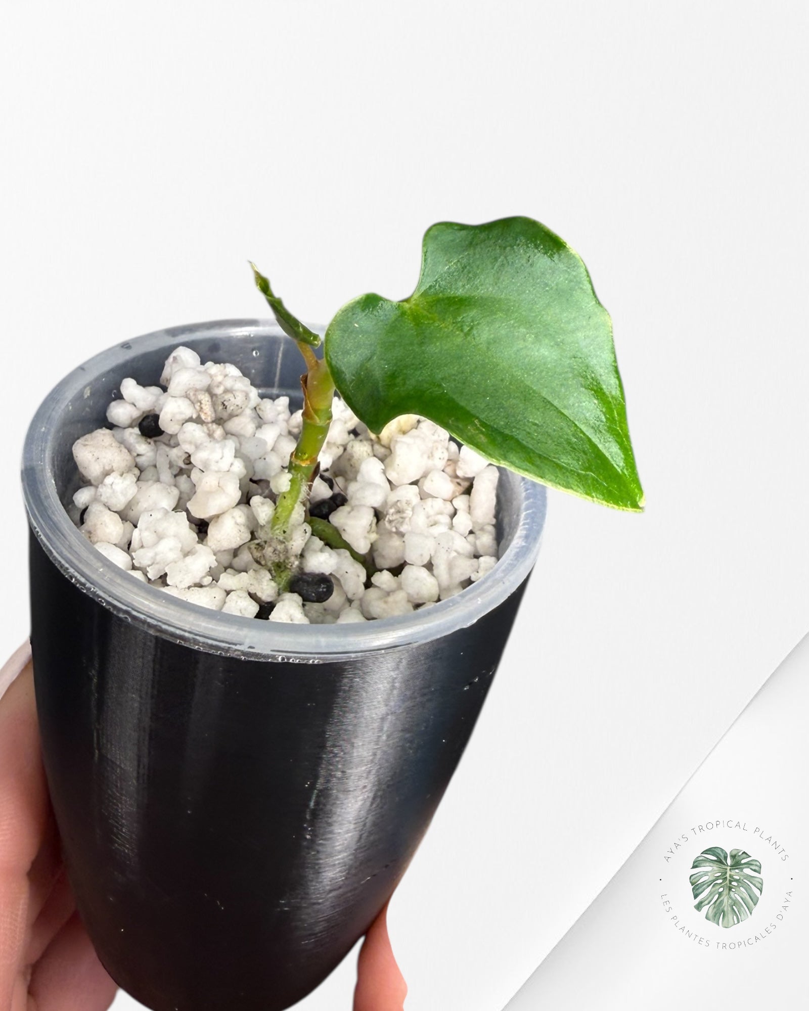 Anthurium Black Magic