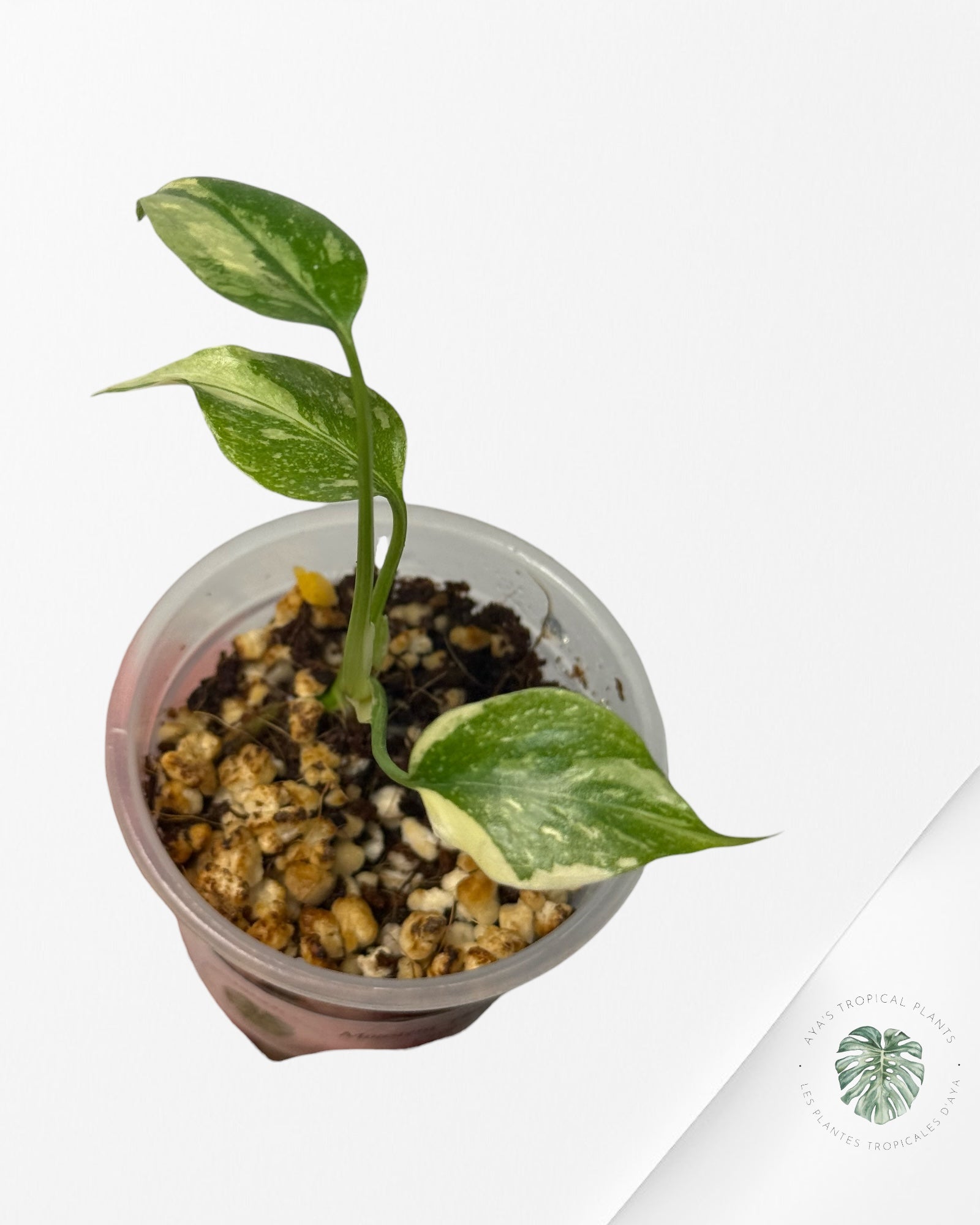 Monstera Thai Constellation Crème Brulée| Rare TC Plant | Aya's Tropical Plants