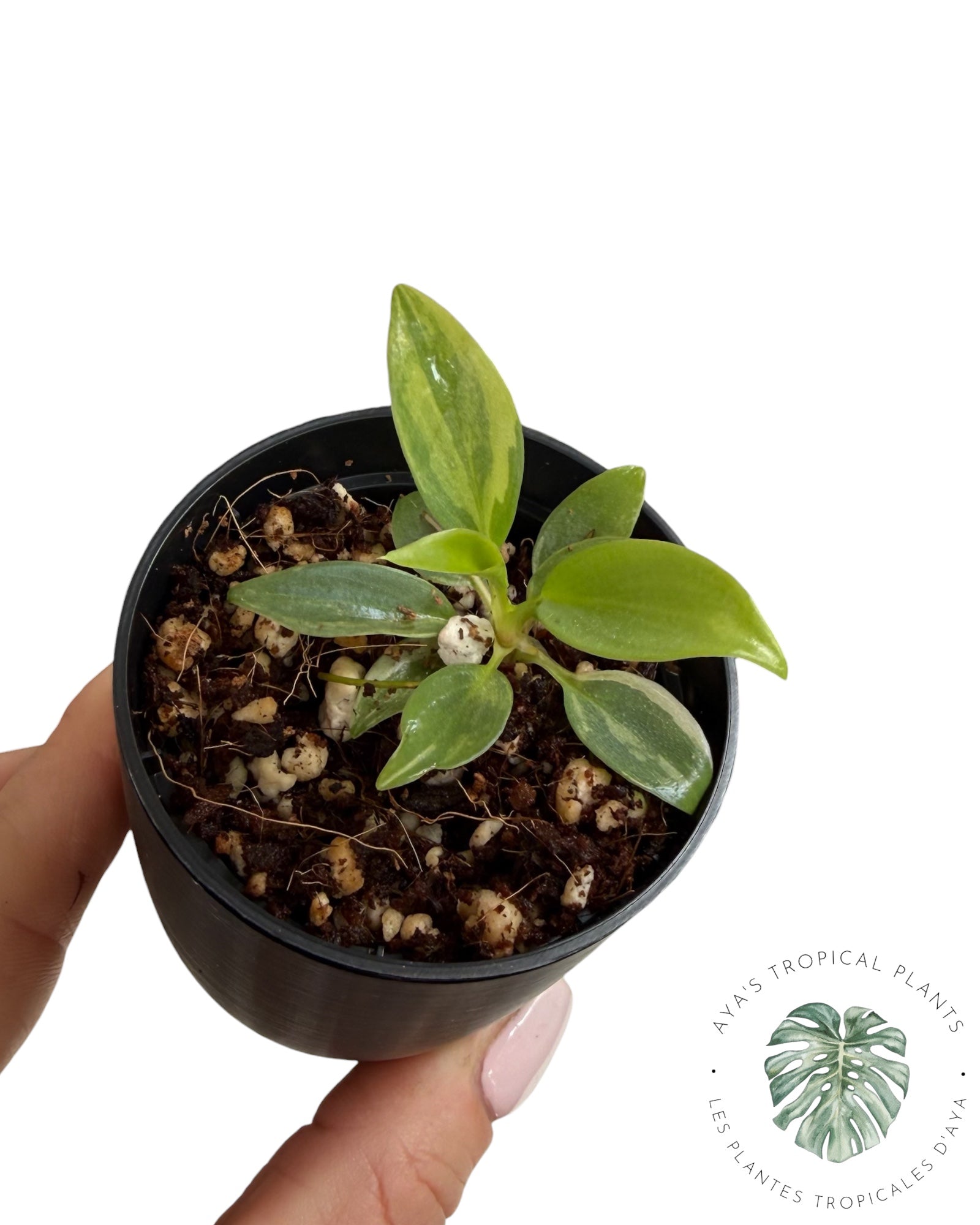 Philodendron Atabapoense Pink Variegated