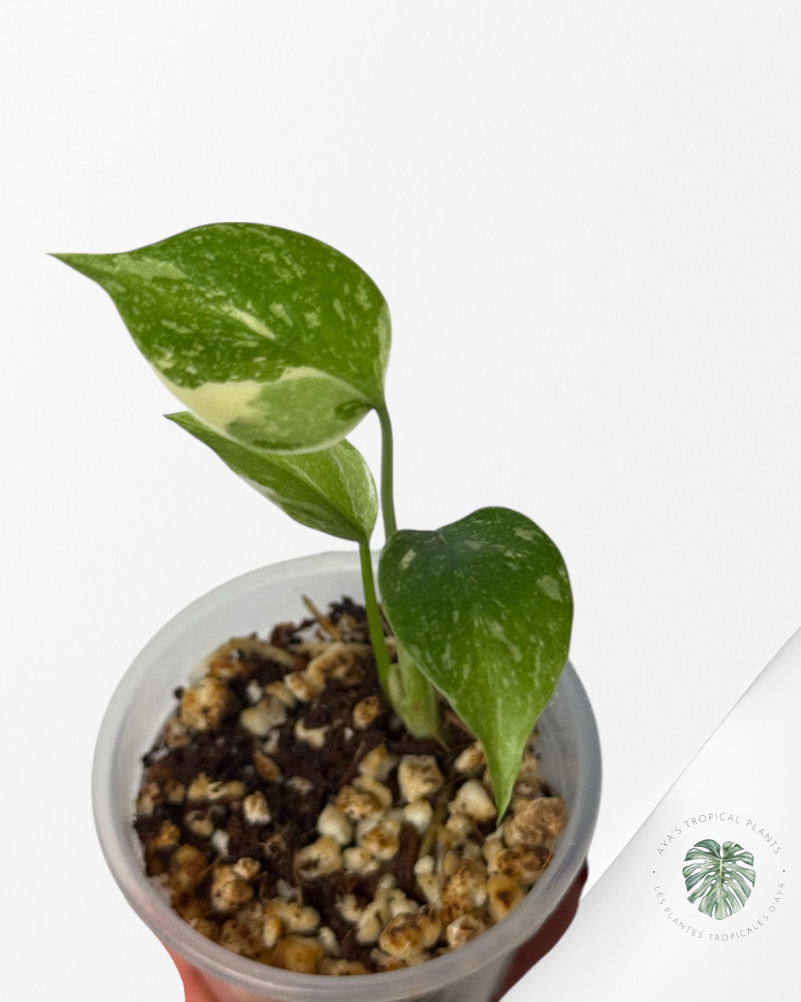 Monstera Thai Constellation Crème Brulée| Rare TC Plant | Aya's Tropical Plants