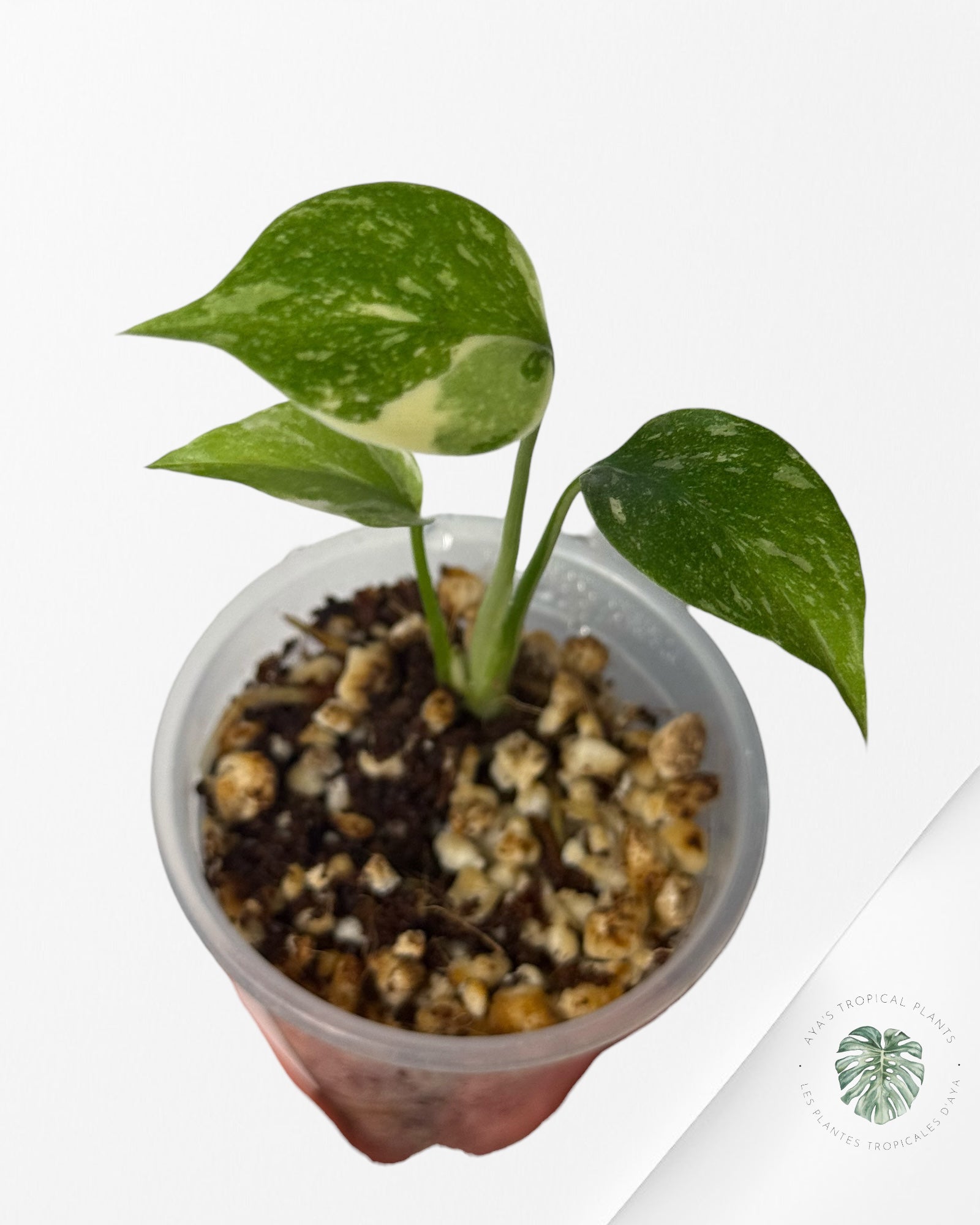 Monstera Thai Constellation Crème Brulée| Rare TC Plant | Aya's Tropical Plants