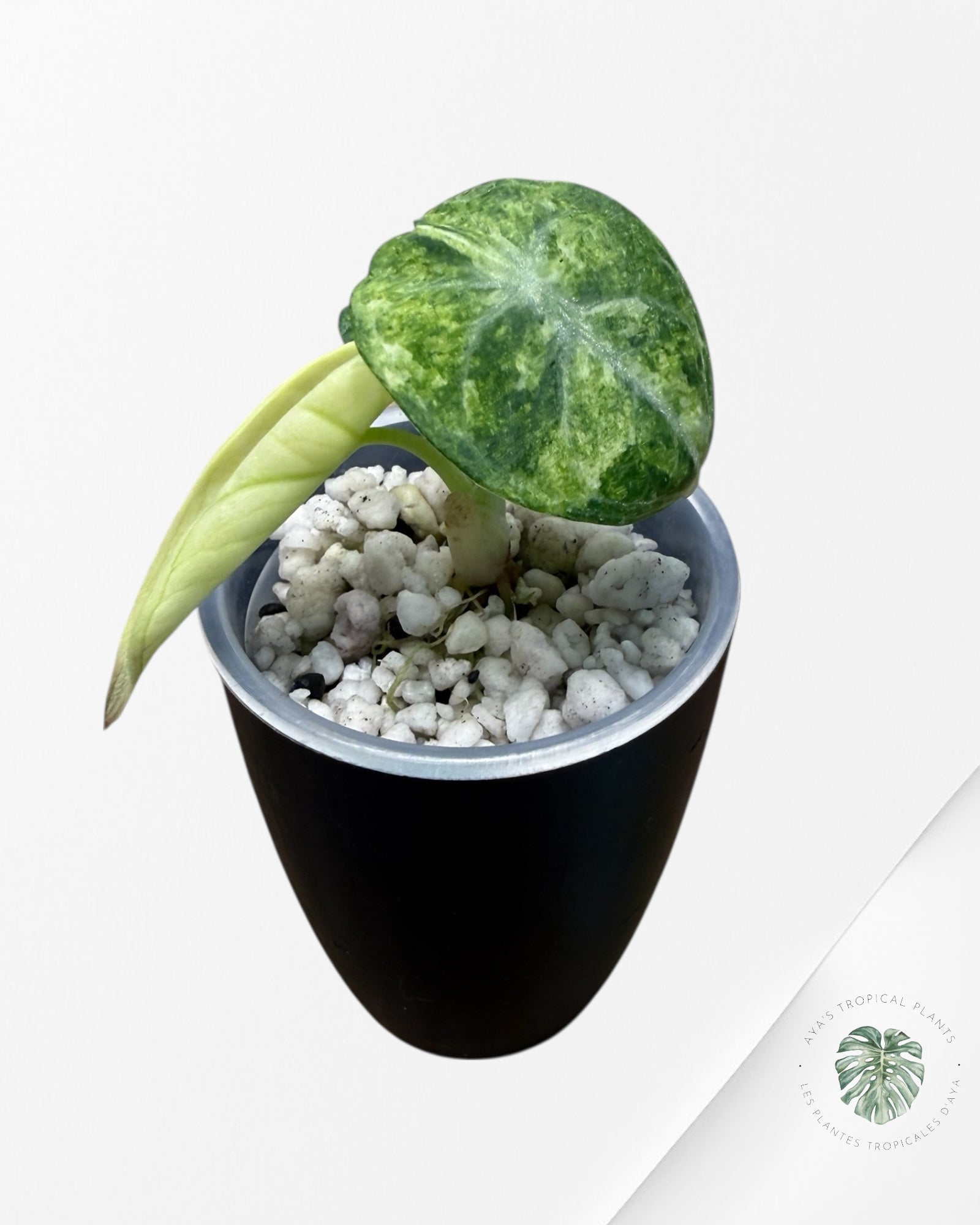 Alocasia Ninja Tricolor Variegated