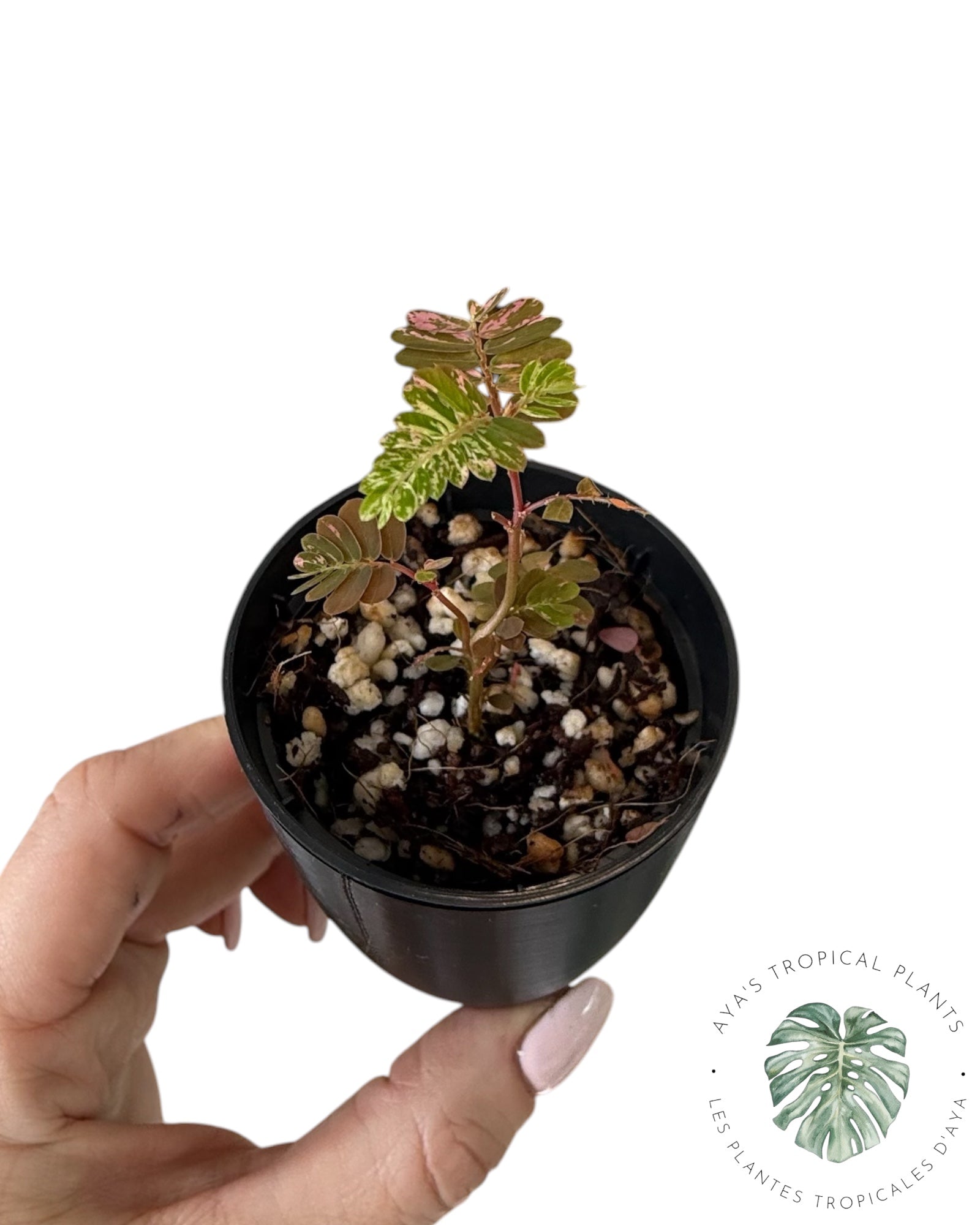 Phyllanthus urinaria panaché rose
