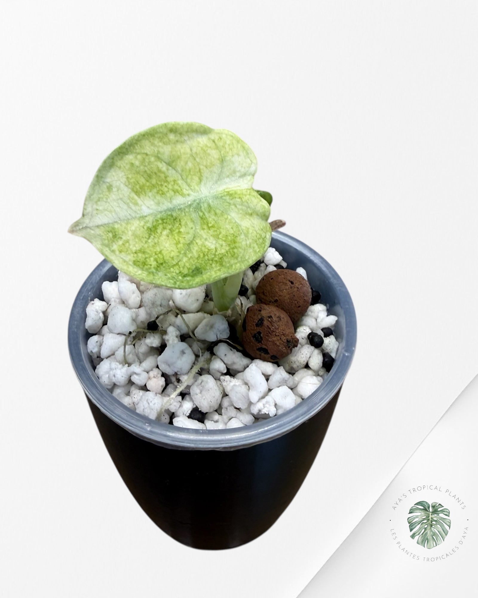 Alocasia Ninja Tricolor Variegated