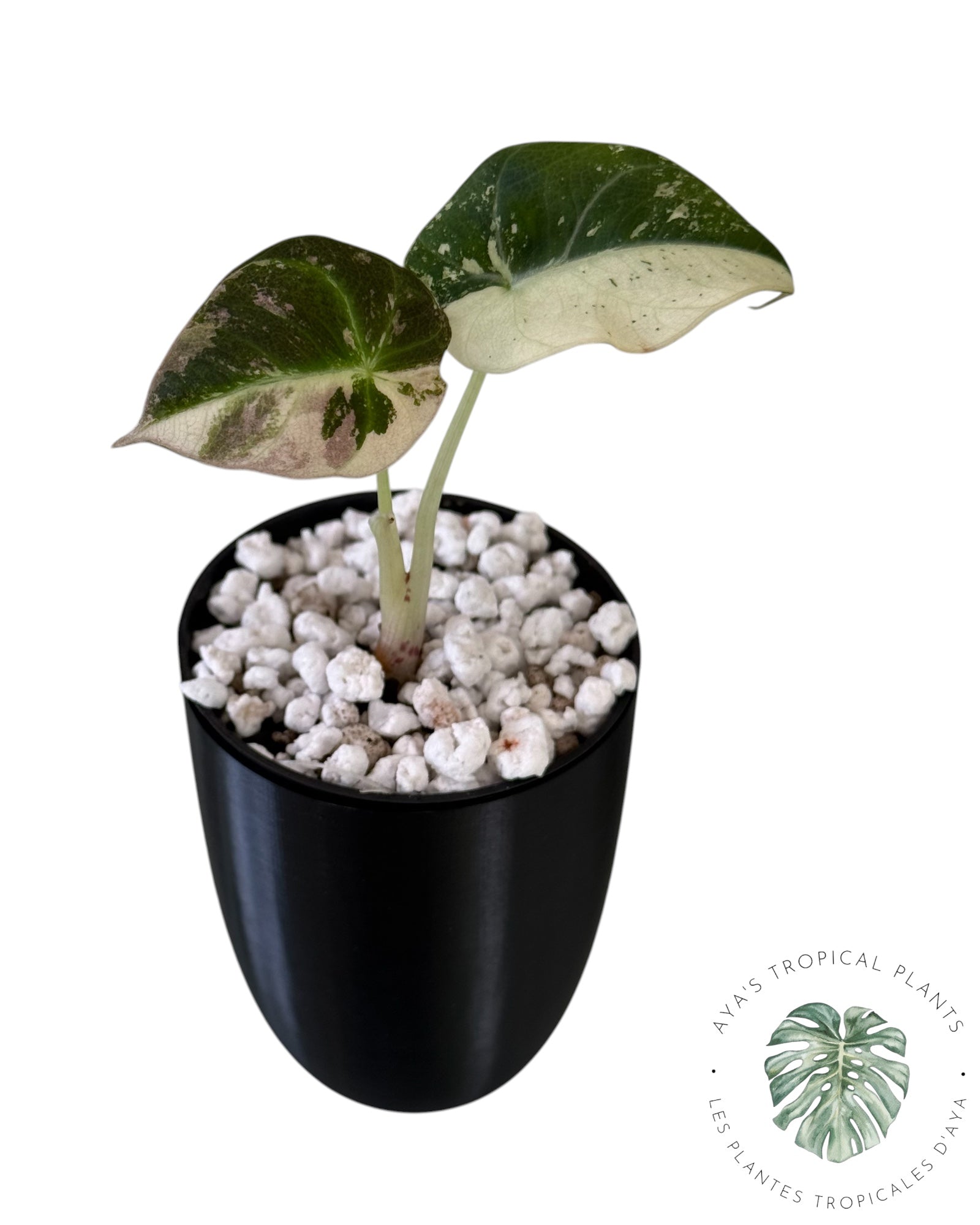 Alocasia Black Velvet Snowflake Variegated